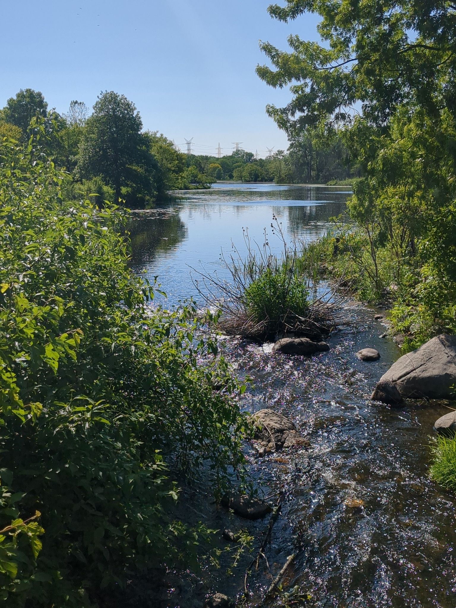 Sunny stream flowing into a river, bordered by lush green trees. - Lake Katherine Trail