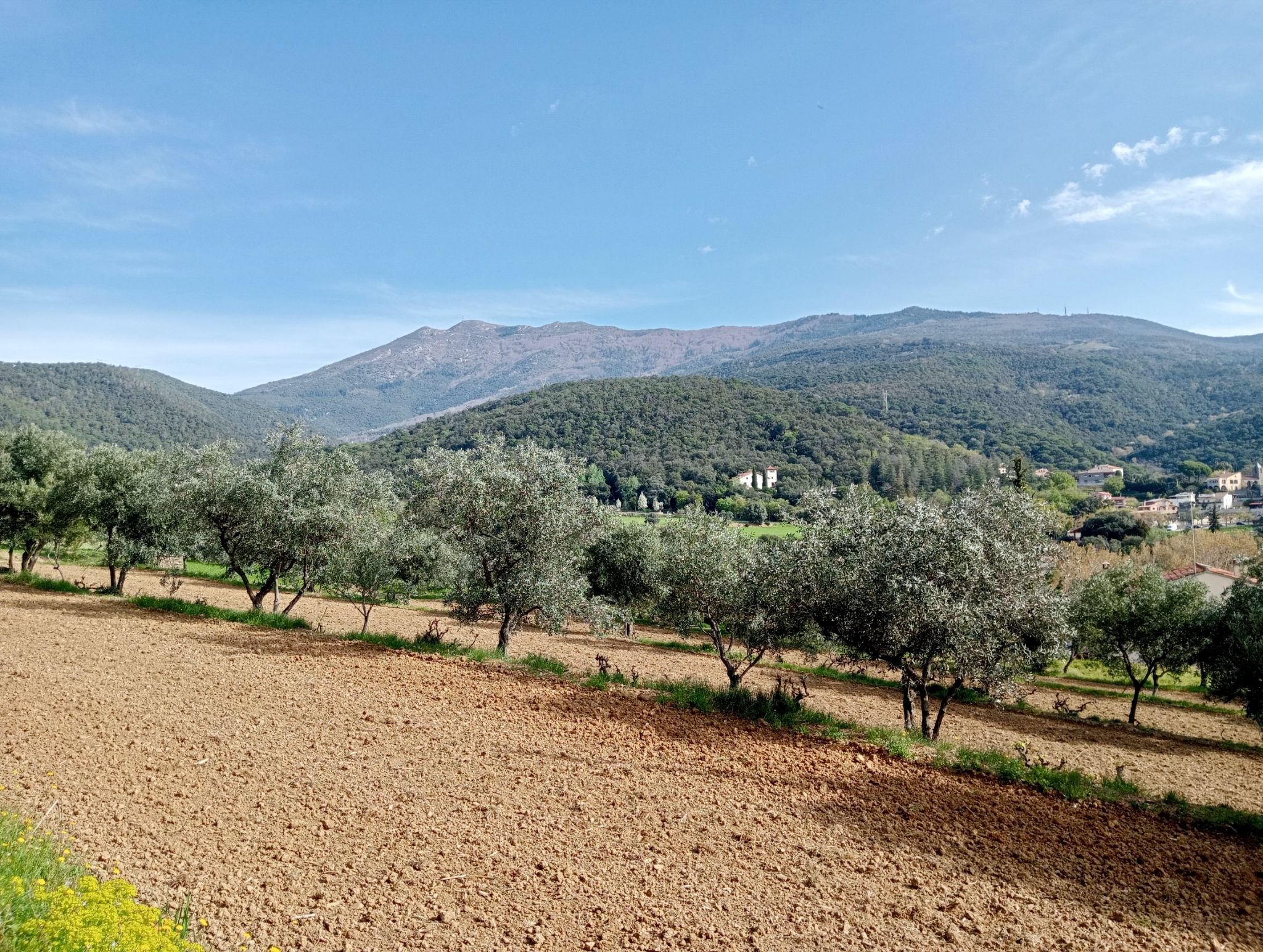 Camí de Mosqueroles, (Montseny)