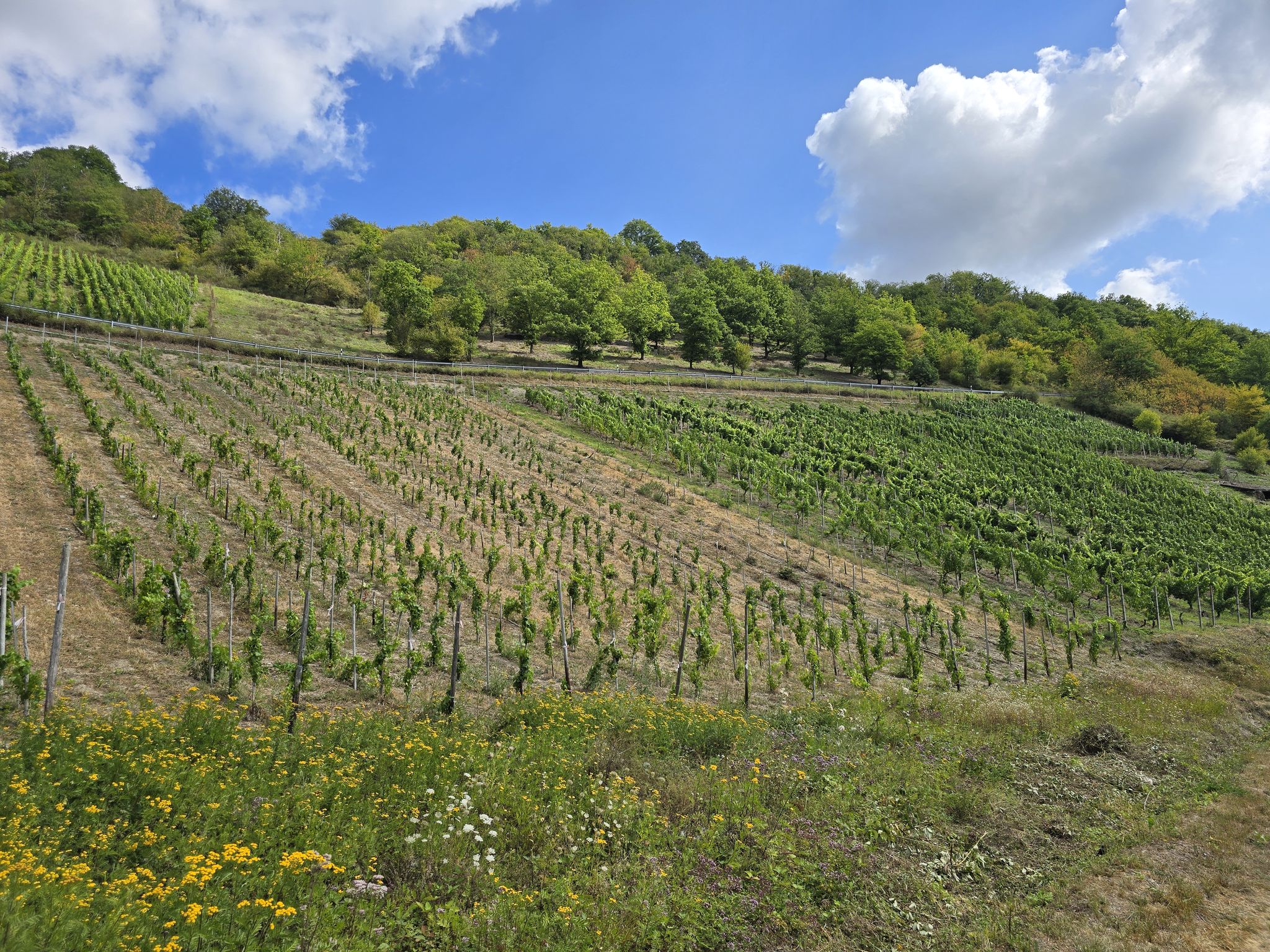 Zwischen Fluss und Reben – die Weinberge an der Lahn