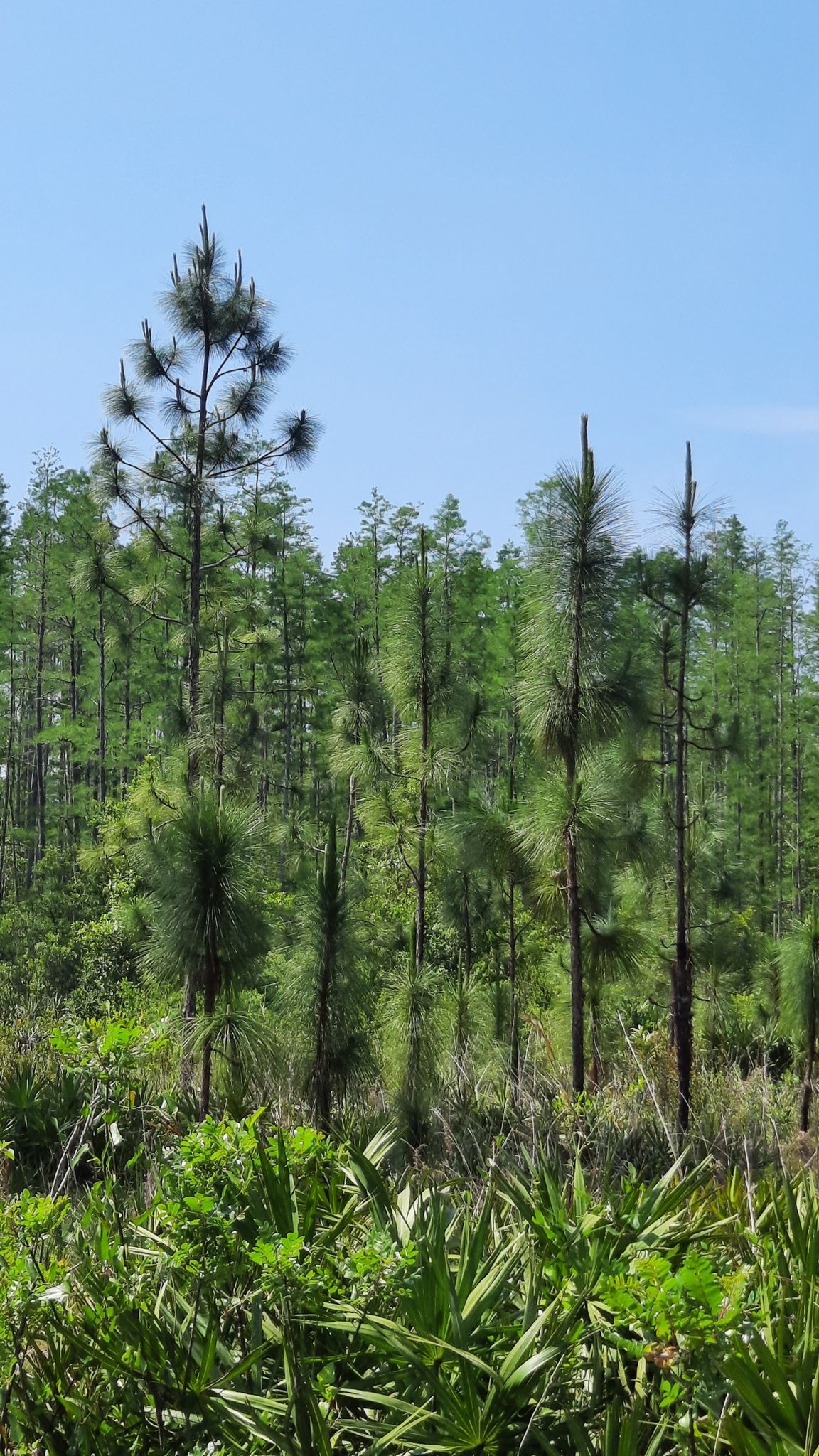 Tall pine trees and lush green undergrowth under a clear blue sky. - Flatwoods (Orange) Trail