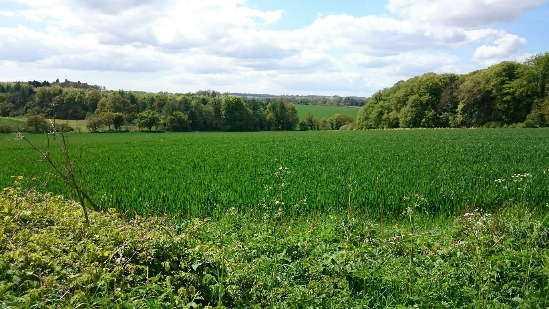 Hinton Ampner 