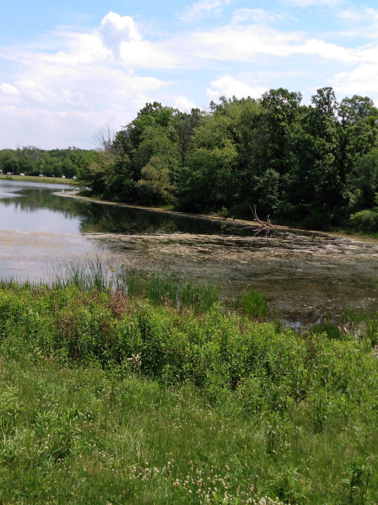 Calm water with green algae, surrounded by lush trees under a bright sky. - Tinley Creek Red Loop