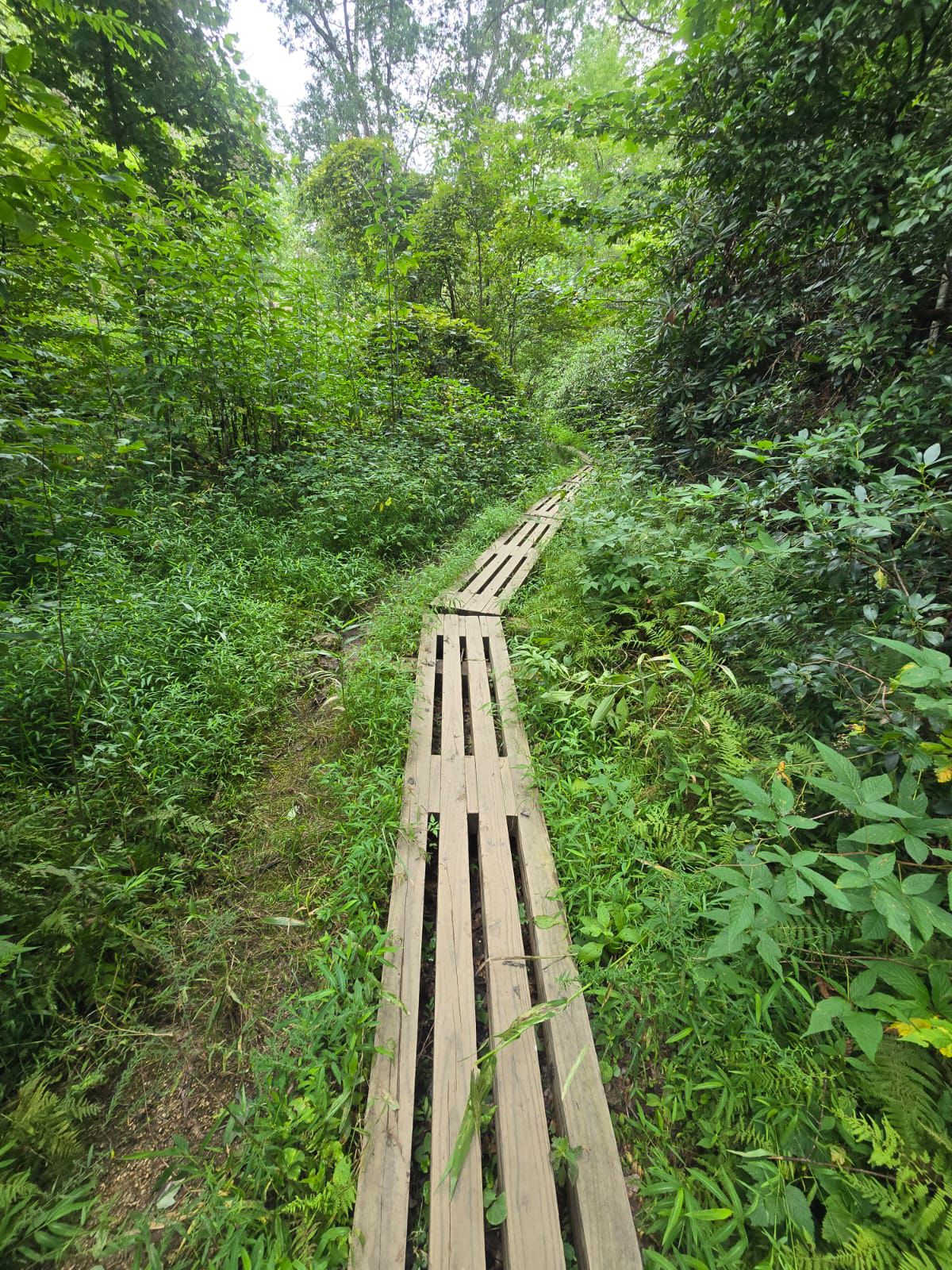 A wooden boardwalk path winds through a dense, lush green forest. - Pink Beds Loop Trail – Billy Branch Falls (aka, High Falls) loop from Ping Beds Trail Parking Lot
