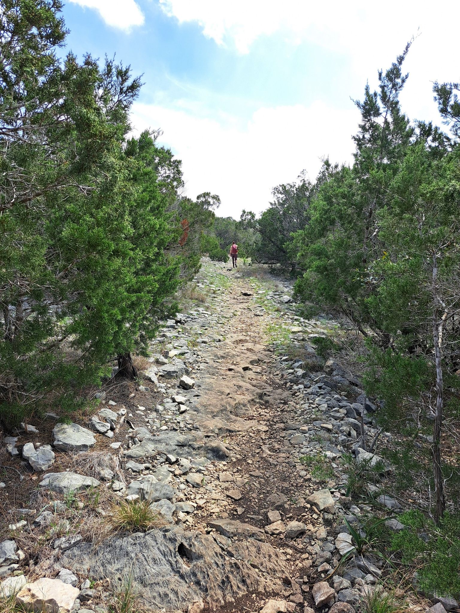 A person walking on a rocky, uphill path surrounded by green trees. - Black Hill loop from Government Canyon Creek