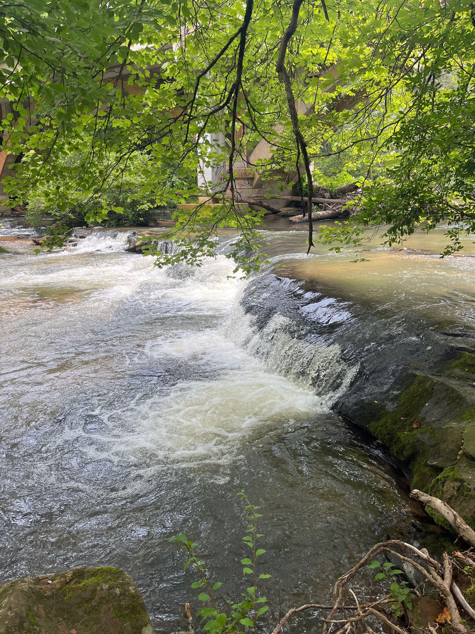 A river with small rapids flowing under lush green trees in bright light. - Amicalola Interpretive Loop