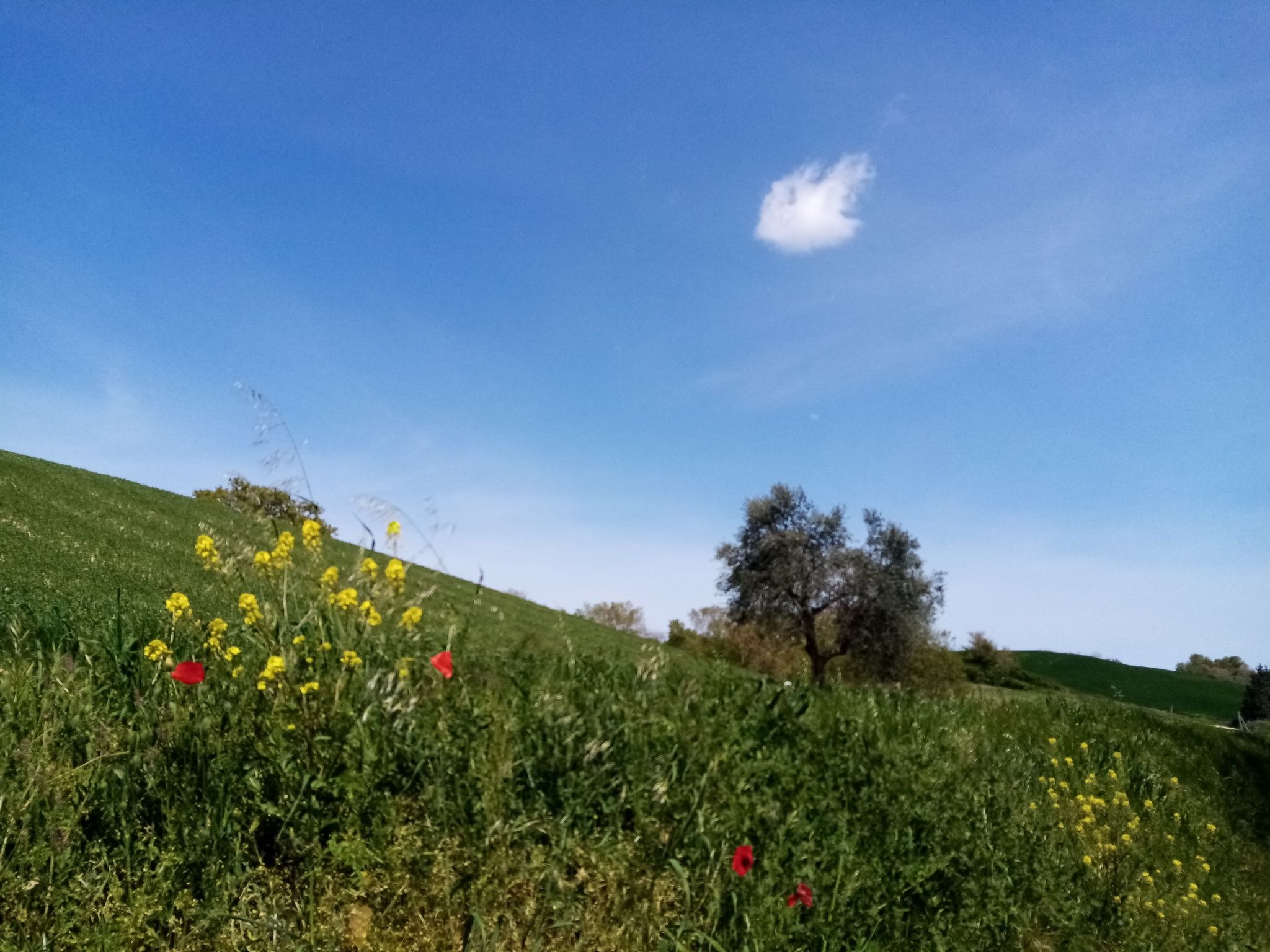 Contrada Burella, Morrovalle