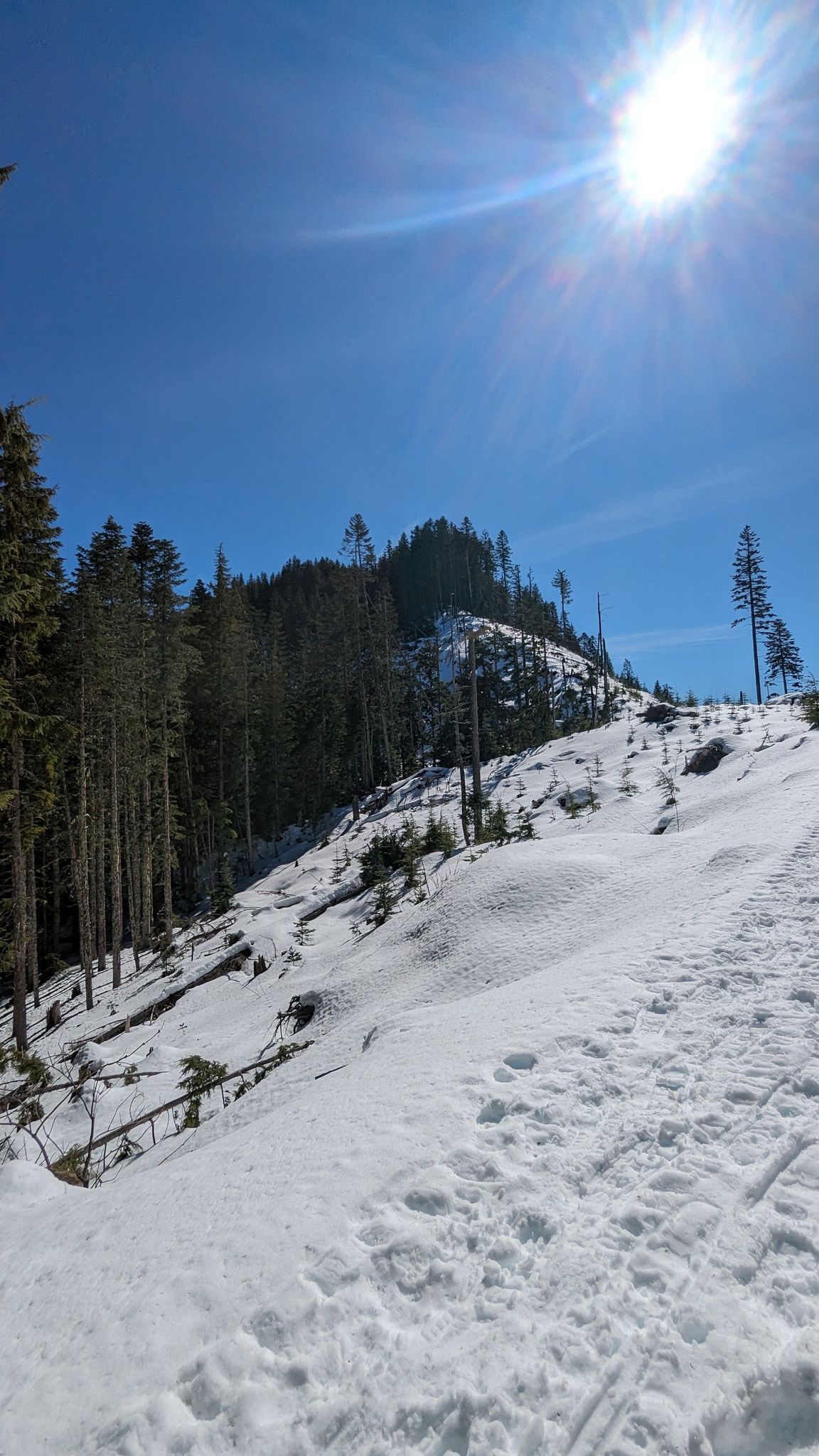 Bright sun over a snow-covered mountain slope with tall evergreen trees. - High Hut Snowshoe Trail