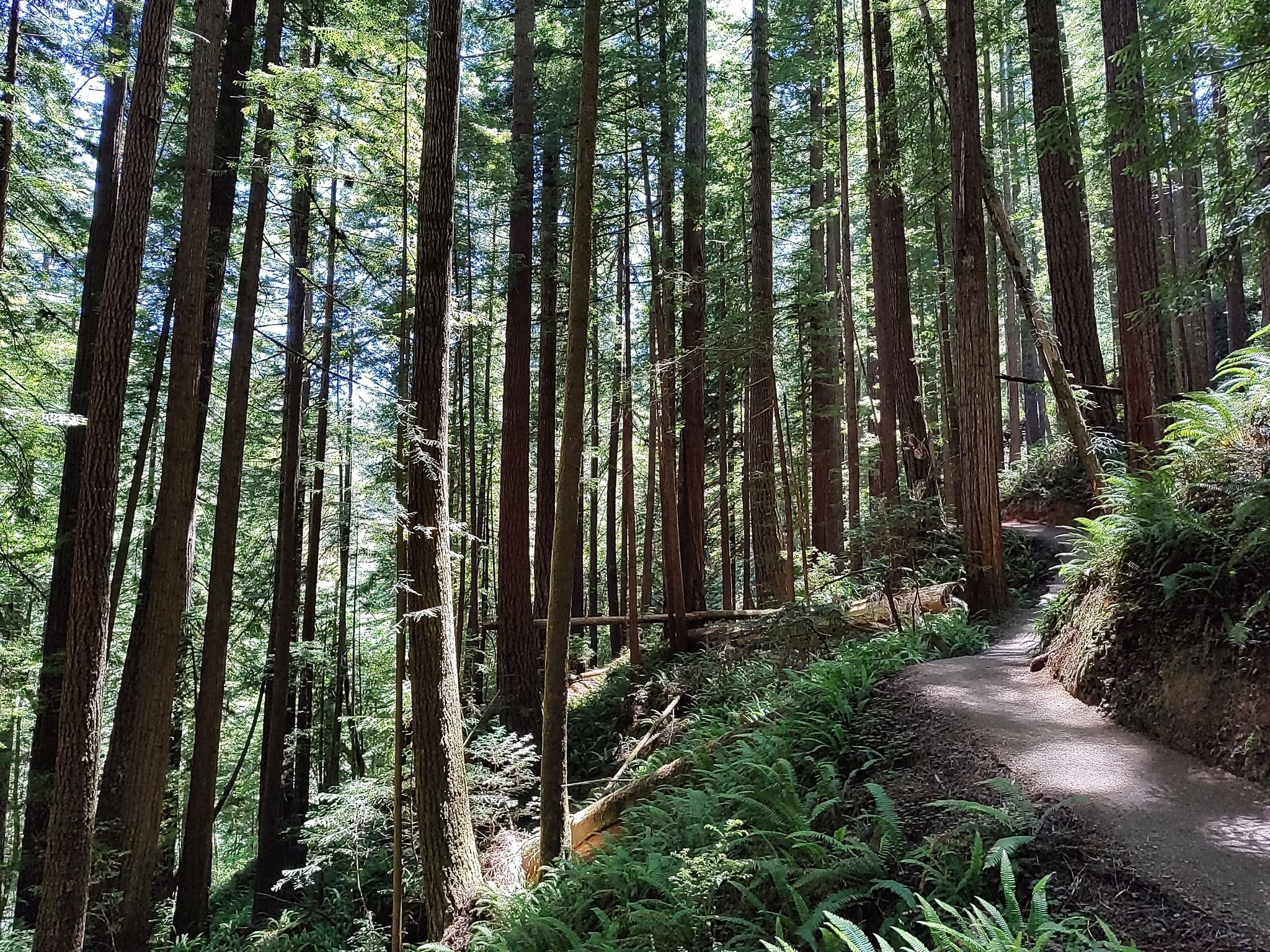 Winding dirt path through a sun-dappled forest of tall trees and ferns. - Grove of Titans Trail