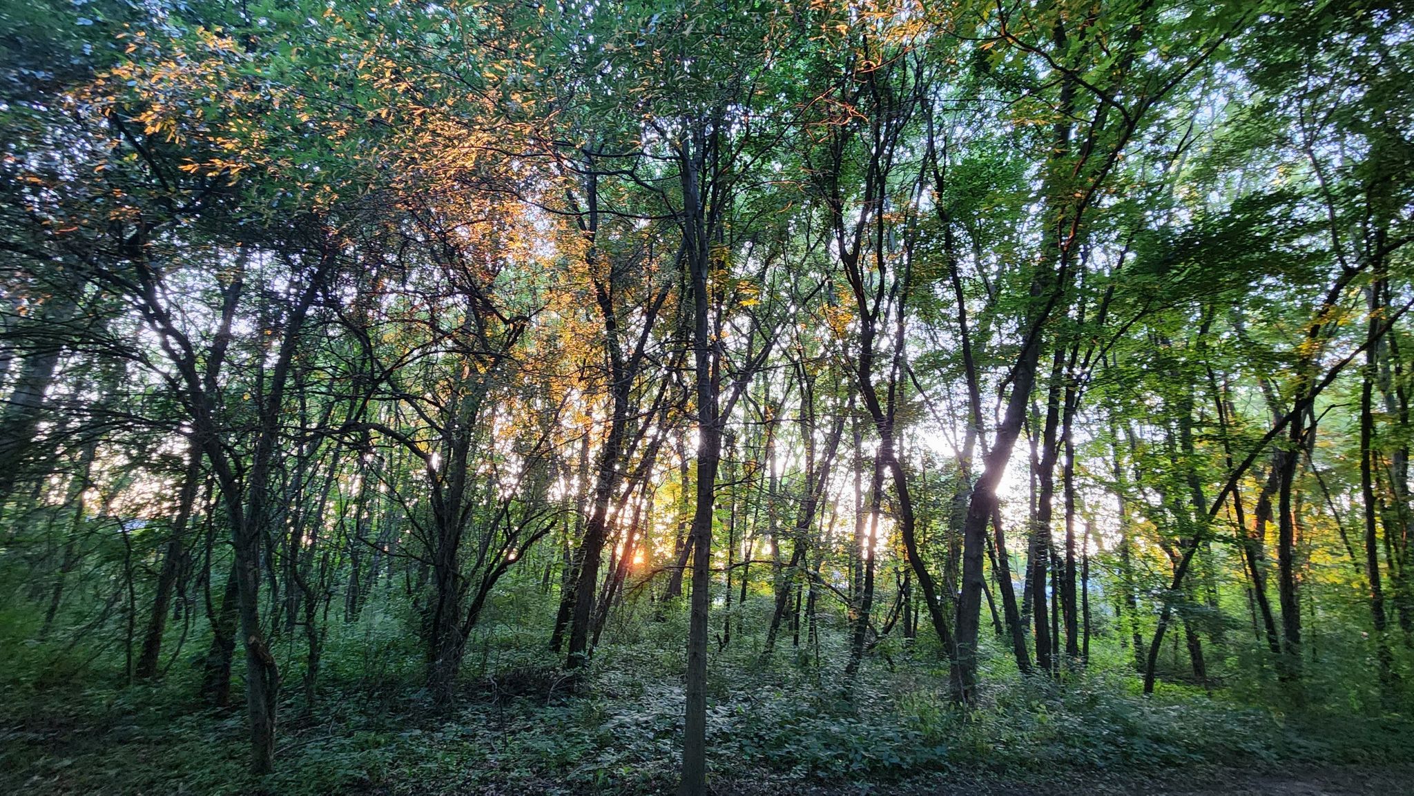 Sunlight filtering through green forest trees at sunset. - Trailblazers Bike Barn loop from Porter