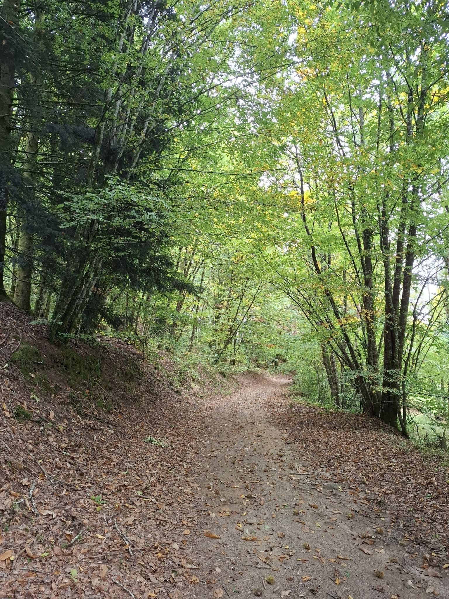Waldweg