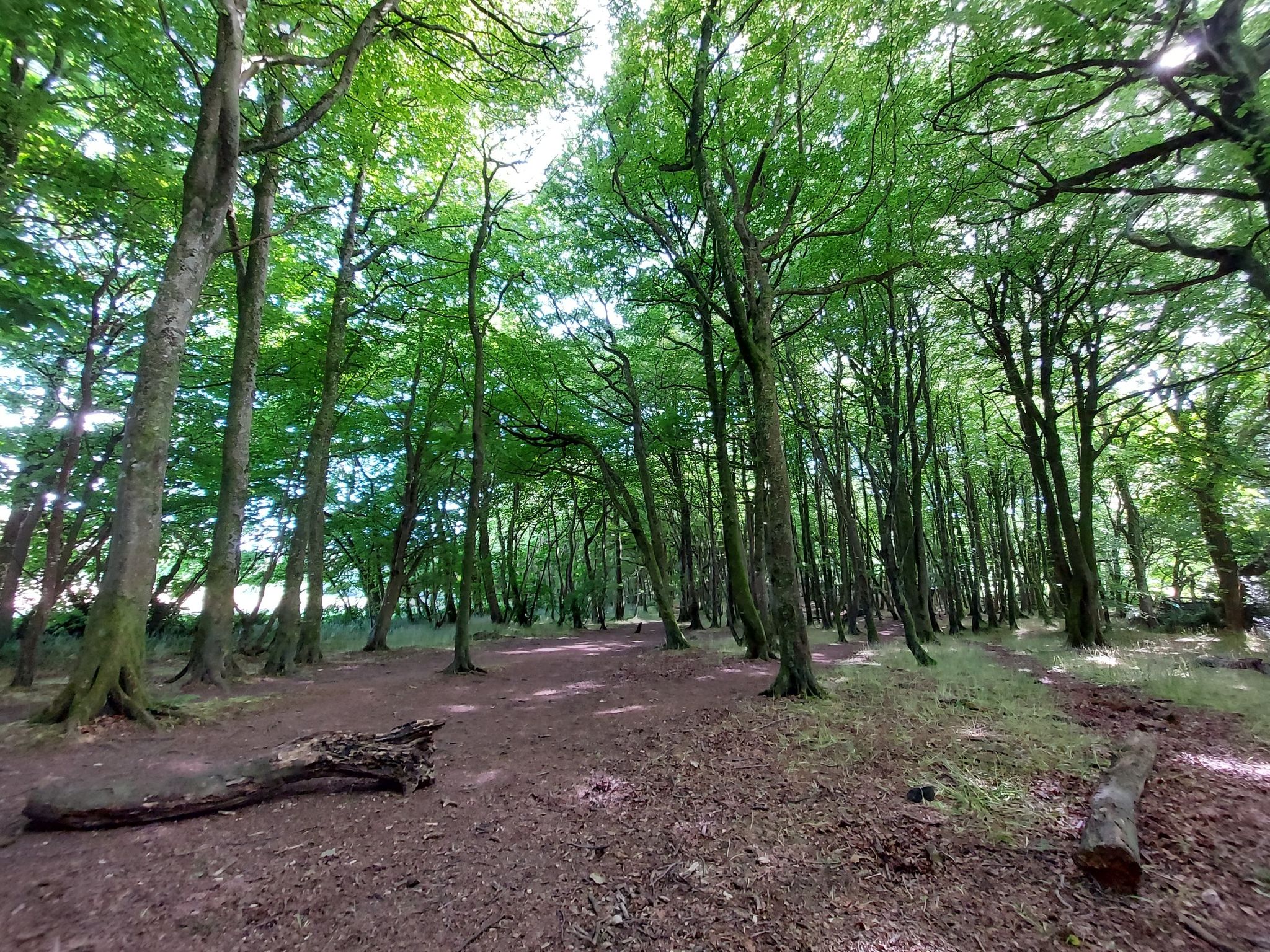Shady woods
