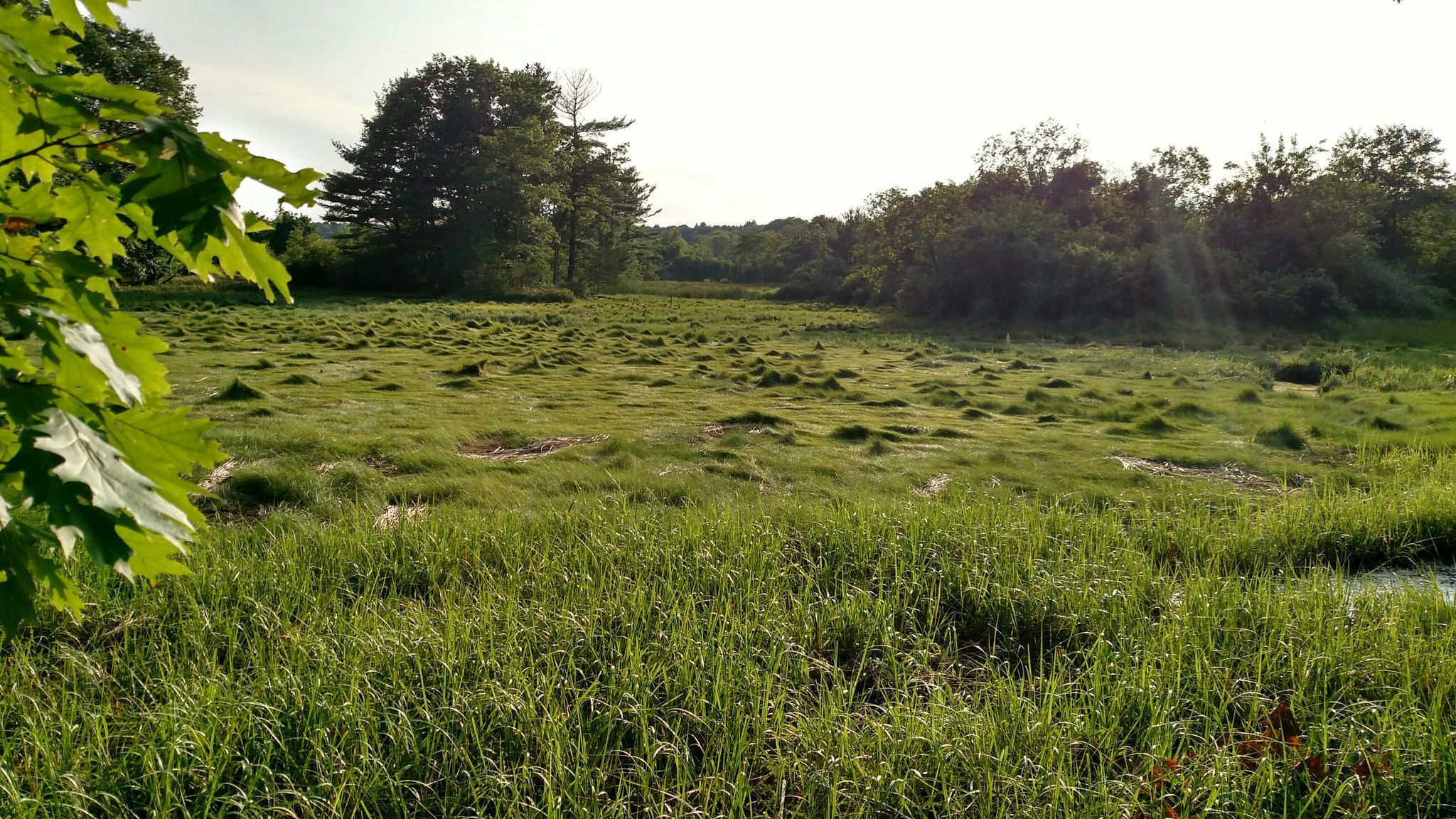 Lush green wetland with tall grass, distant trees, and sun rays breaking through. - Bellamy River Trail