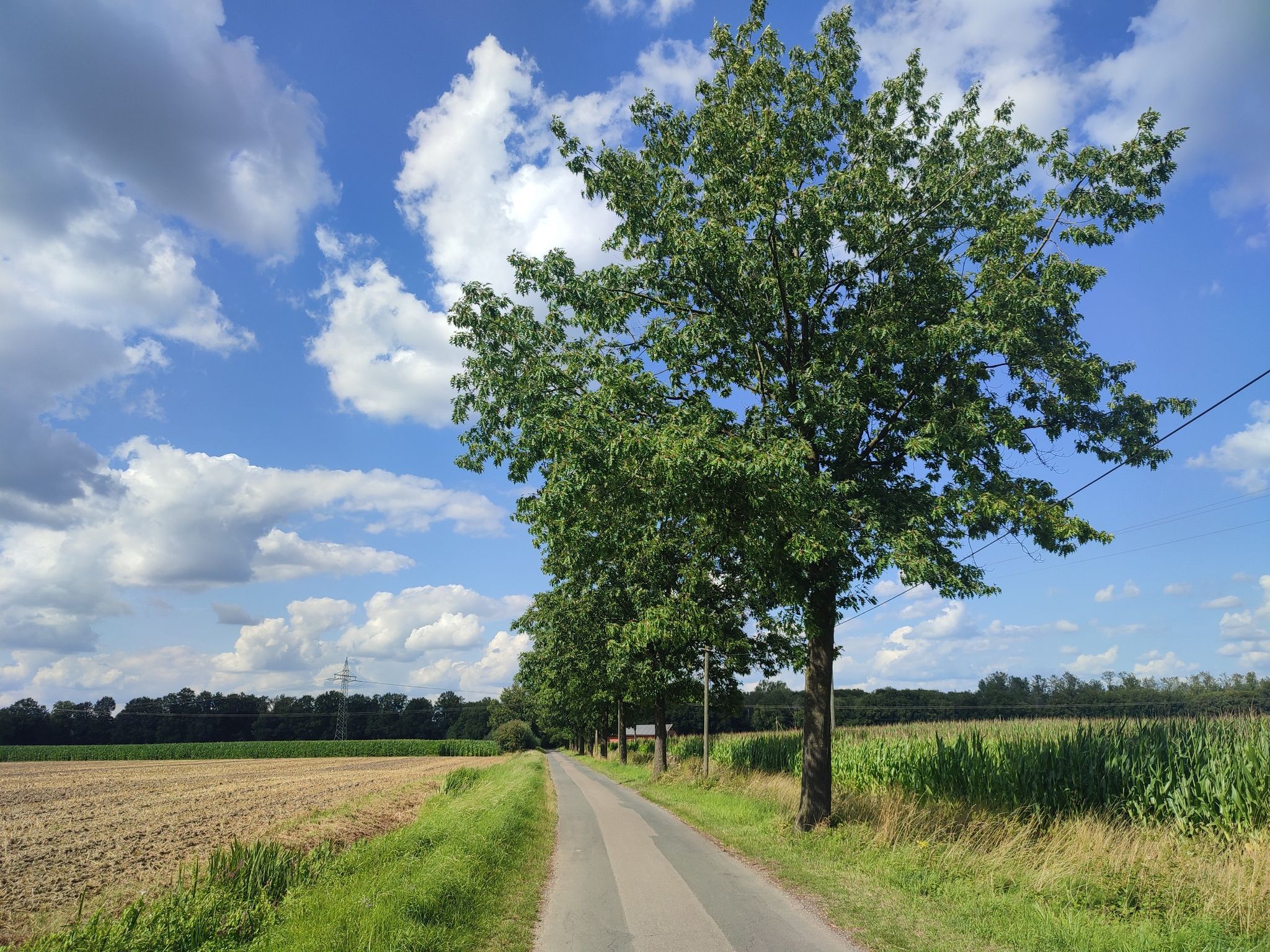 Tiergartenheide
