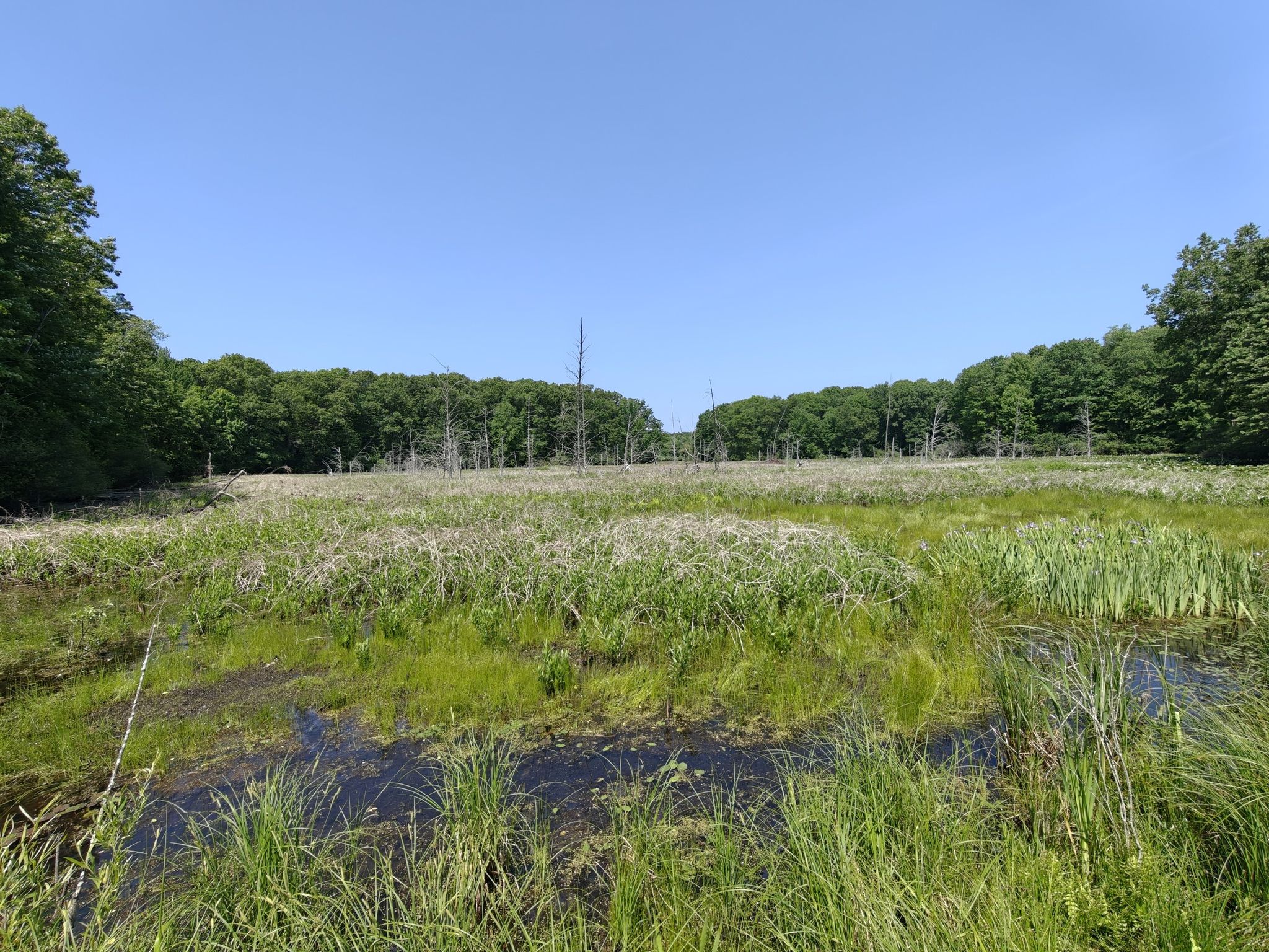 Sunny wetland with tall grass, water, and distant green trees under blue sky. - Holly State Recreation Area Wilderness Trail
