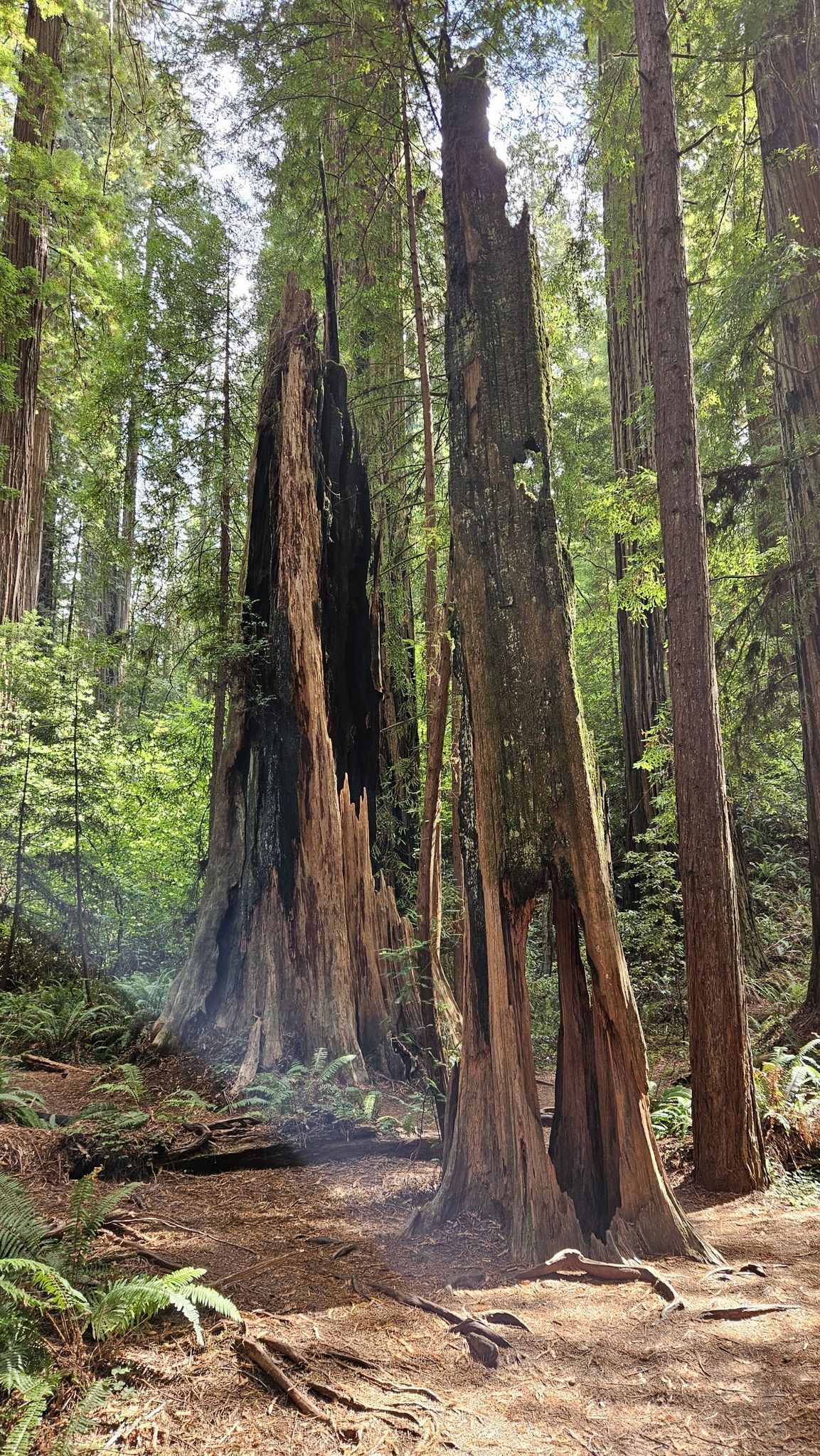 Two large, broken tree trunks stand in a sun-dappled forest. - Stout Memorial Grove Trail