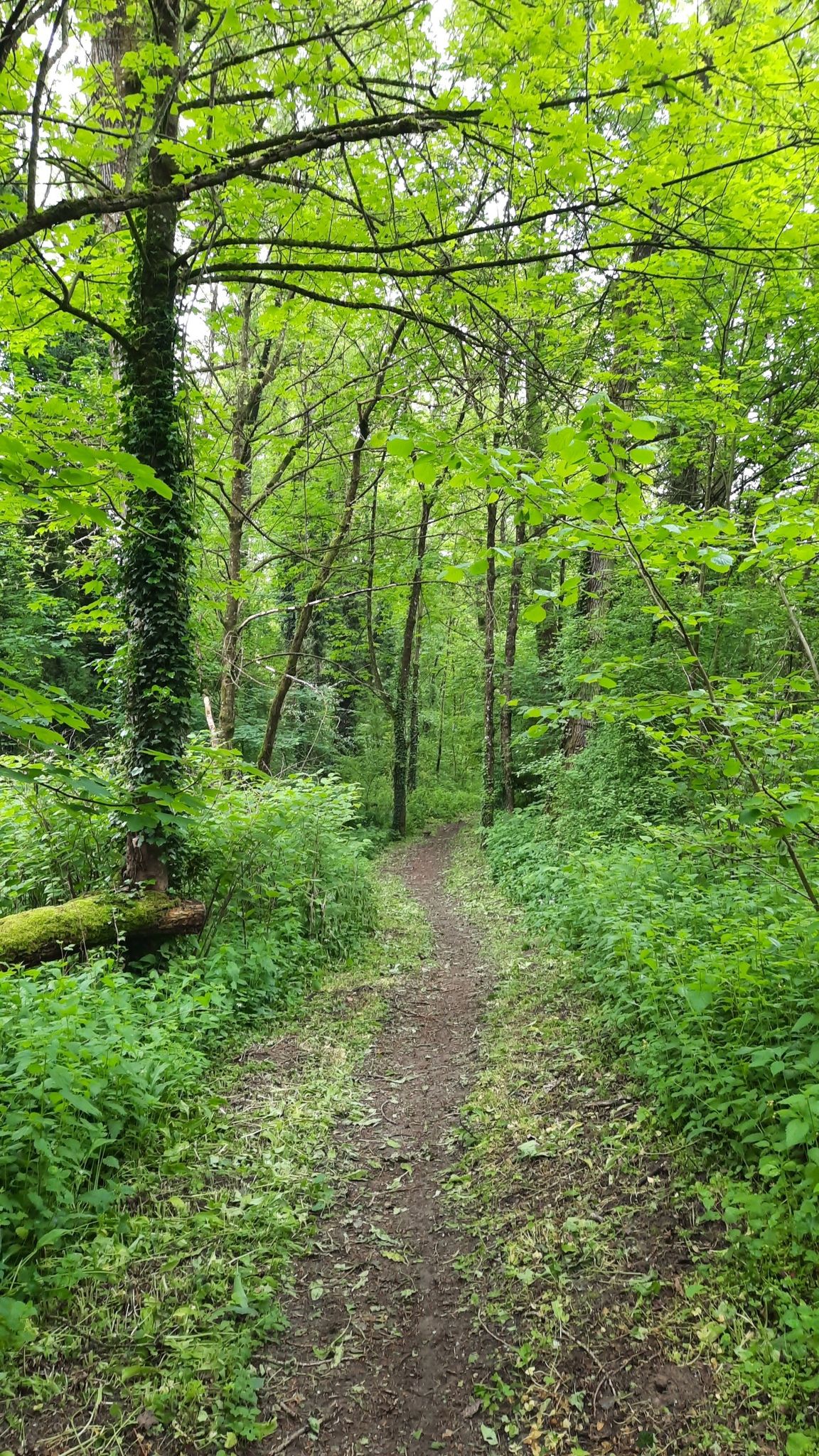 Riverside woodland path.