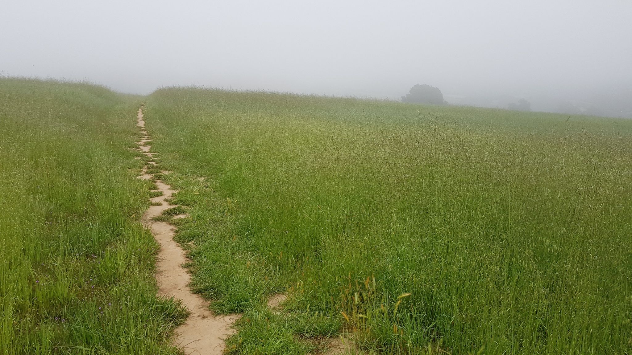 A dirt path winds through tall green grass on a foggy day. - San Marcos Foothills Preserve Loop Trail