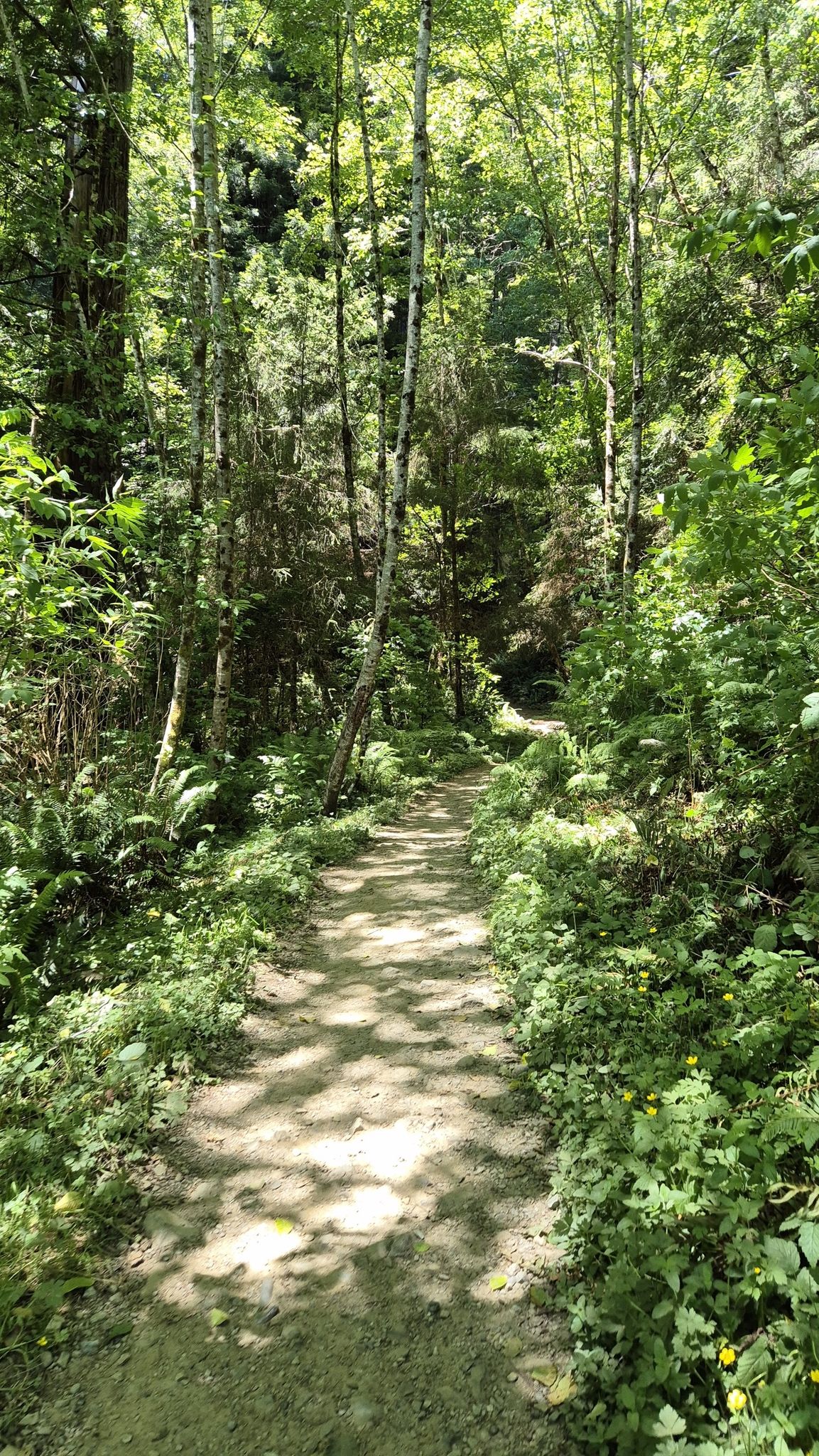 Sun-dappled dirt path through a vibrant green forest. - Trillium Falls loop from Trillium Falls