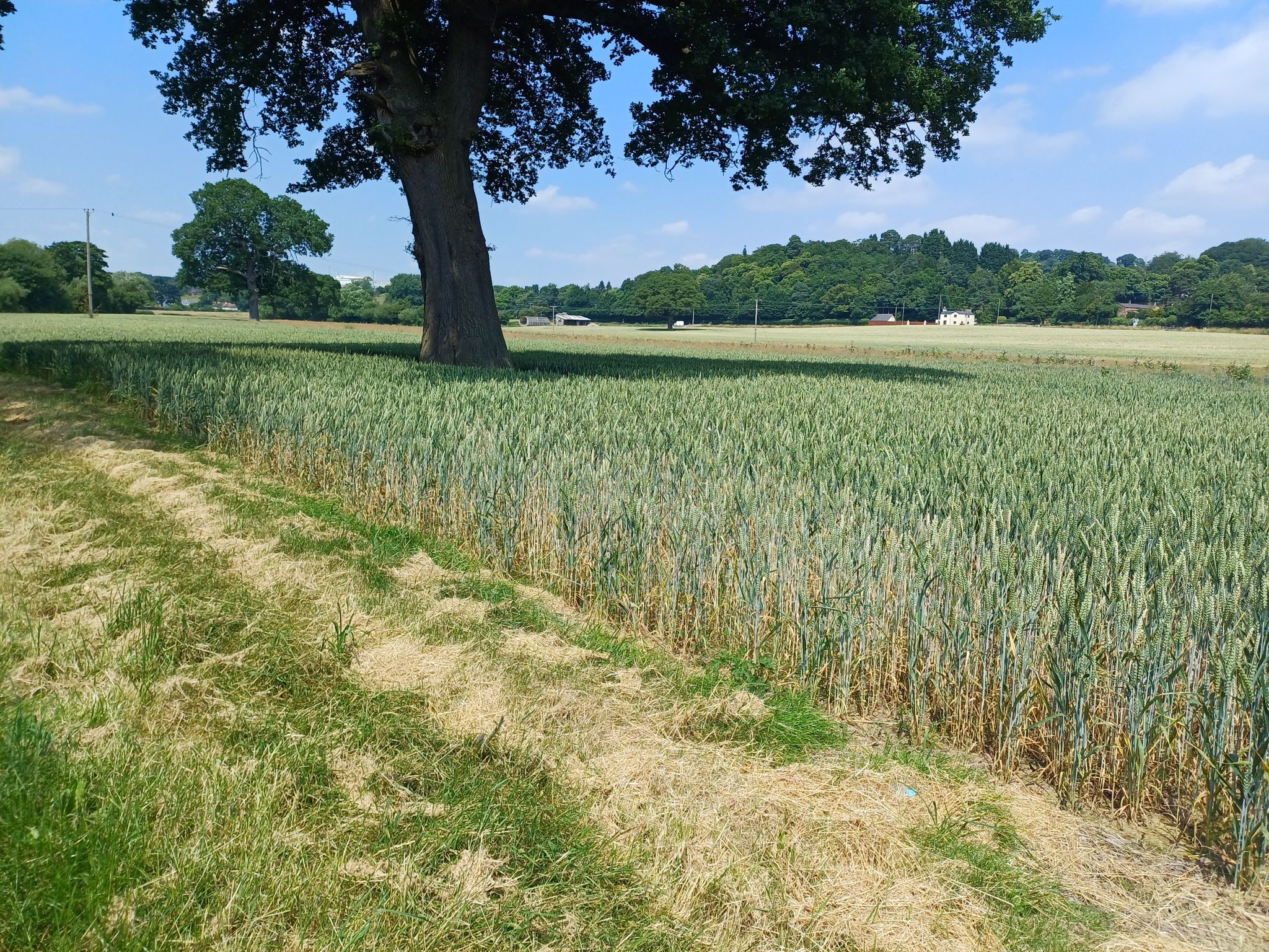 barley