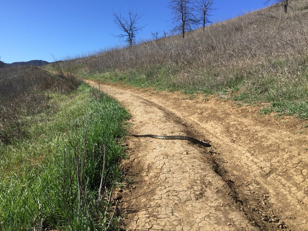 A long snake crosses a sunny dirt path between dry grassy hills. - Juan Bautista de Anza Park – Las Virgenes Fire Road Trail loop from Las Virgenes MWD Open Space