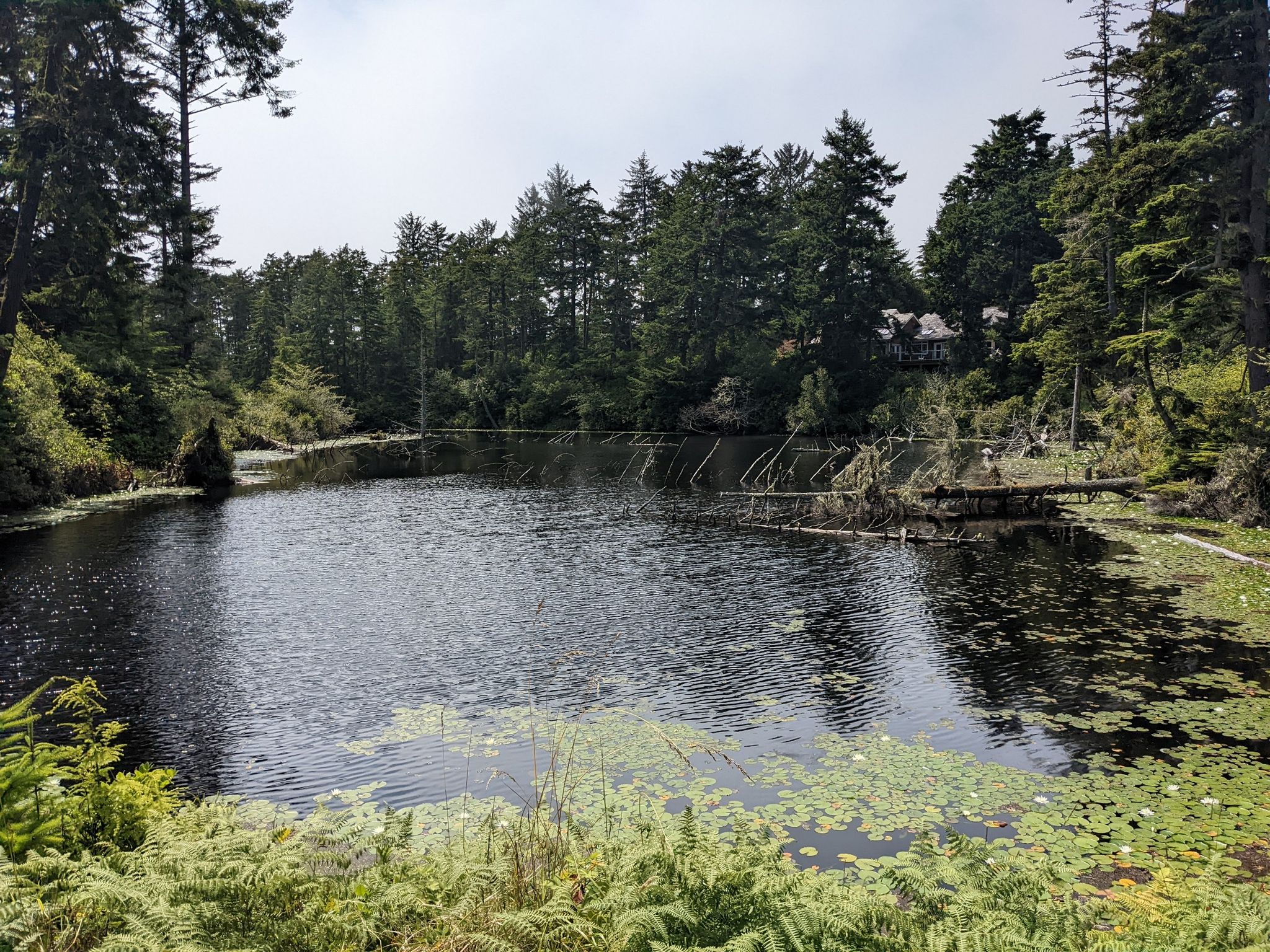 Dark lake surrounded by dense evergreen forest under diffused light. - Oregon Coast Scenic Bikeway