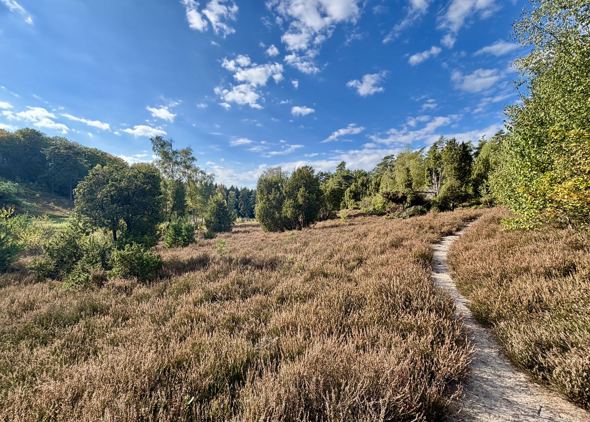 Heide im Marxener Paradies