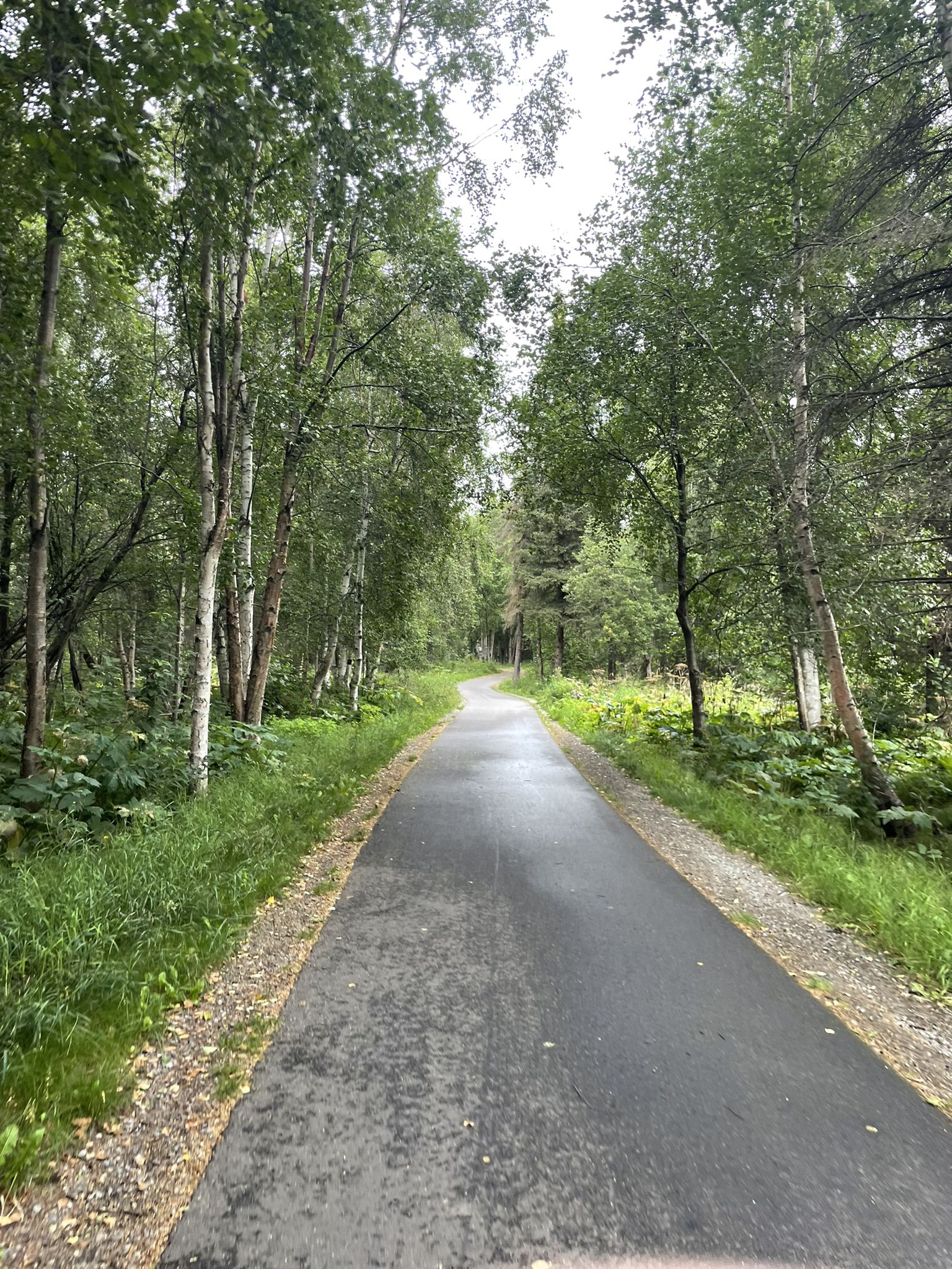 Wet paved path winding through a dense green forest on an overcast day. - Campbell Creek Trail