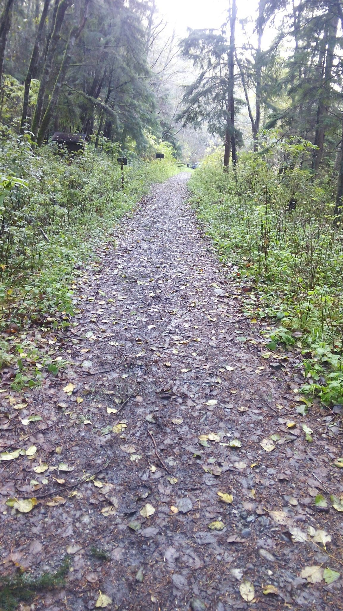 A leaf-strewn dirt path winding through a green, overgrown forest. - Dugualla State Park loop from Dugualla State Park