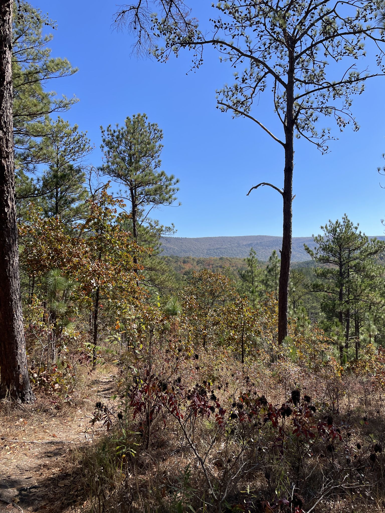 Sunny forest view with pine trees and distant mountains under a blue sky. - Pin-Chin-Sky Loop