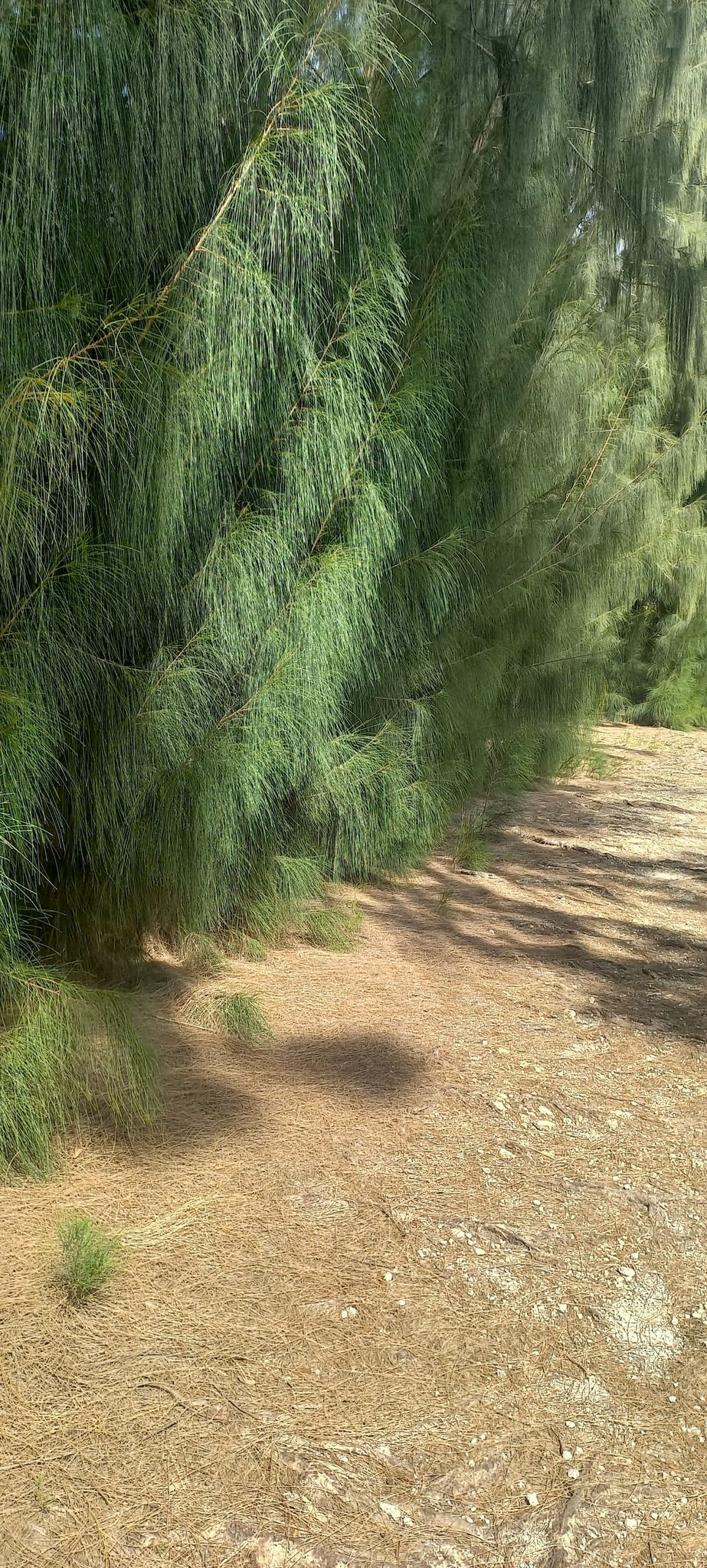 Dense green pine-like trees line a sunlit dirt path, casting shadows. - Lakeside Trail