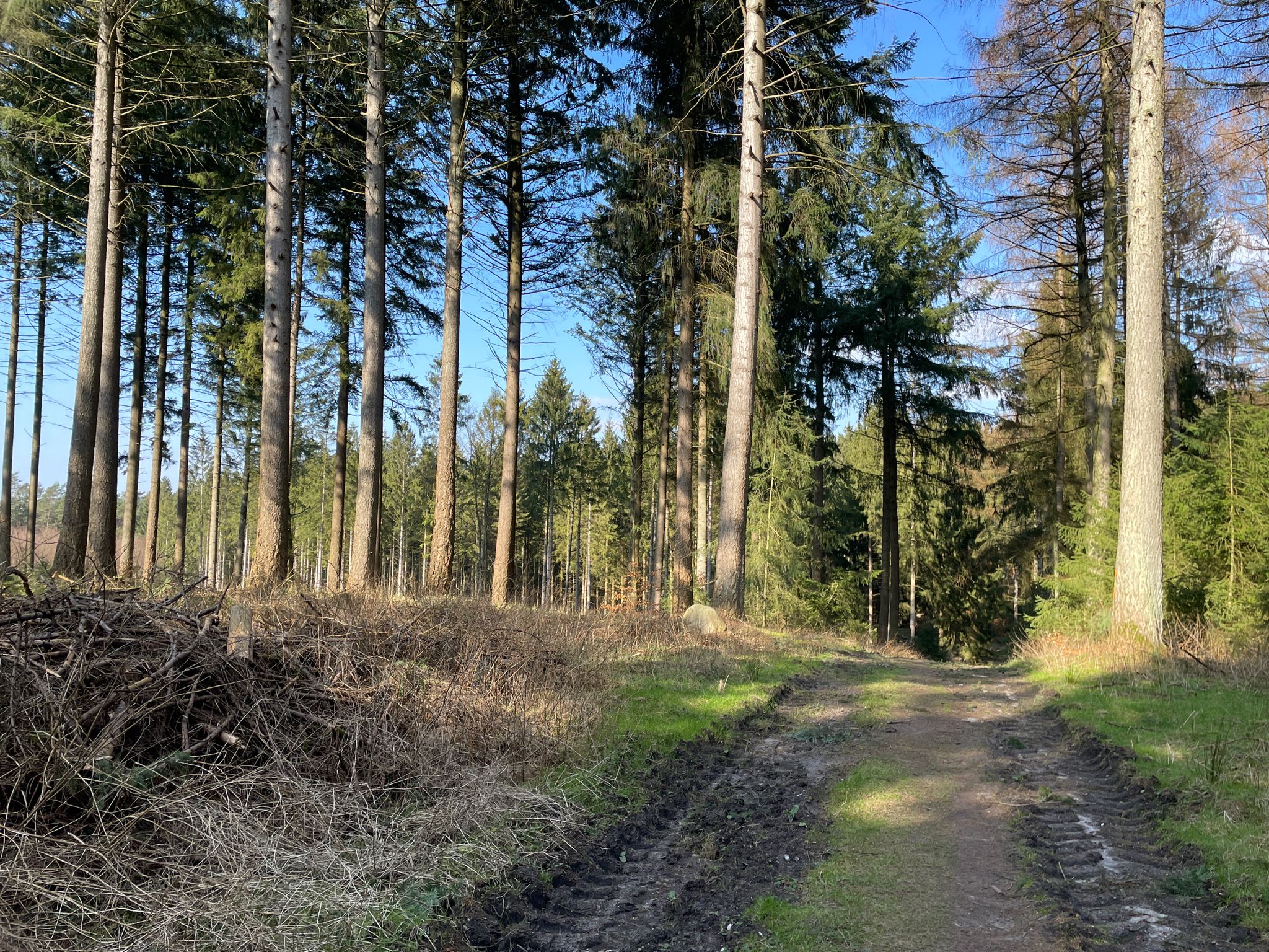 Fischbeker Heide / Rosengarten