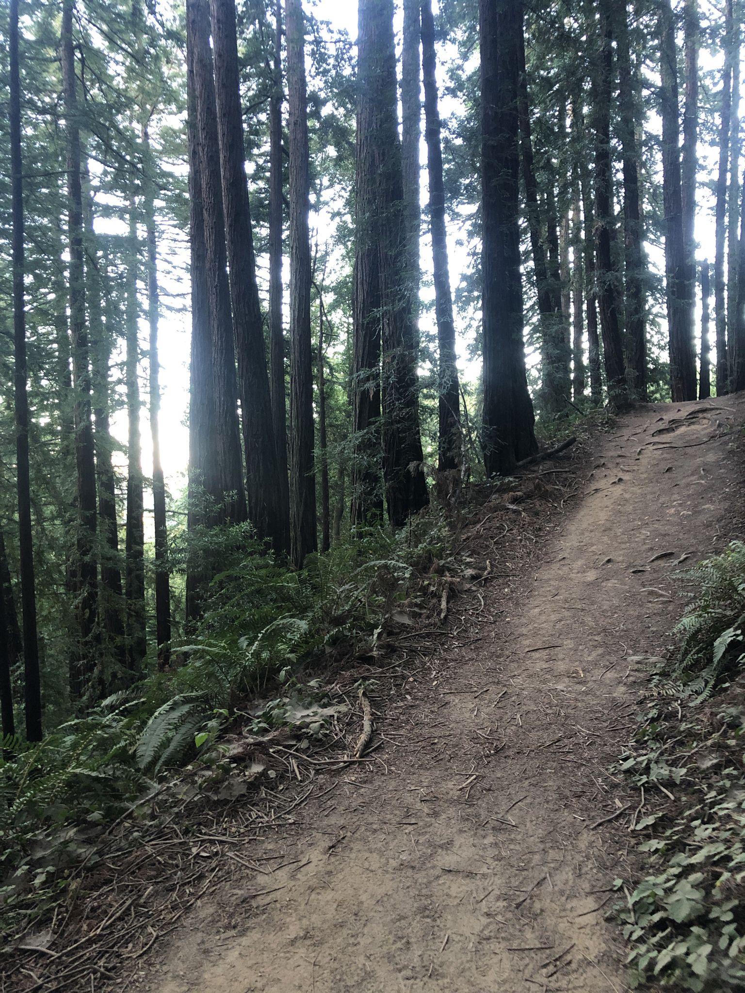 Uphill dirt path in a sun-dappled forest of towering trees. - Chabot Space Science Center – French Trail loop from Canyon