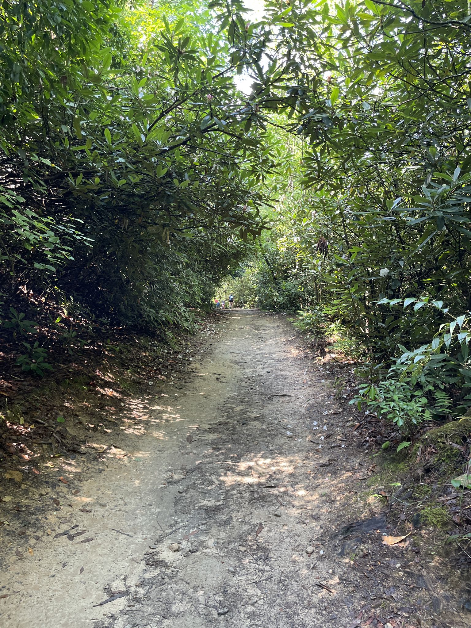 A narrow dirt trail winds through a dense green forest with dappled sunlight. - Lake Imaging loop from Dupont State Recreational Forest