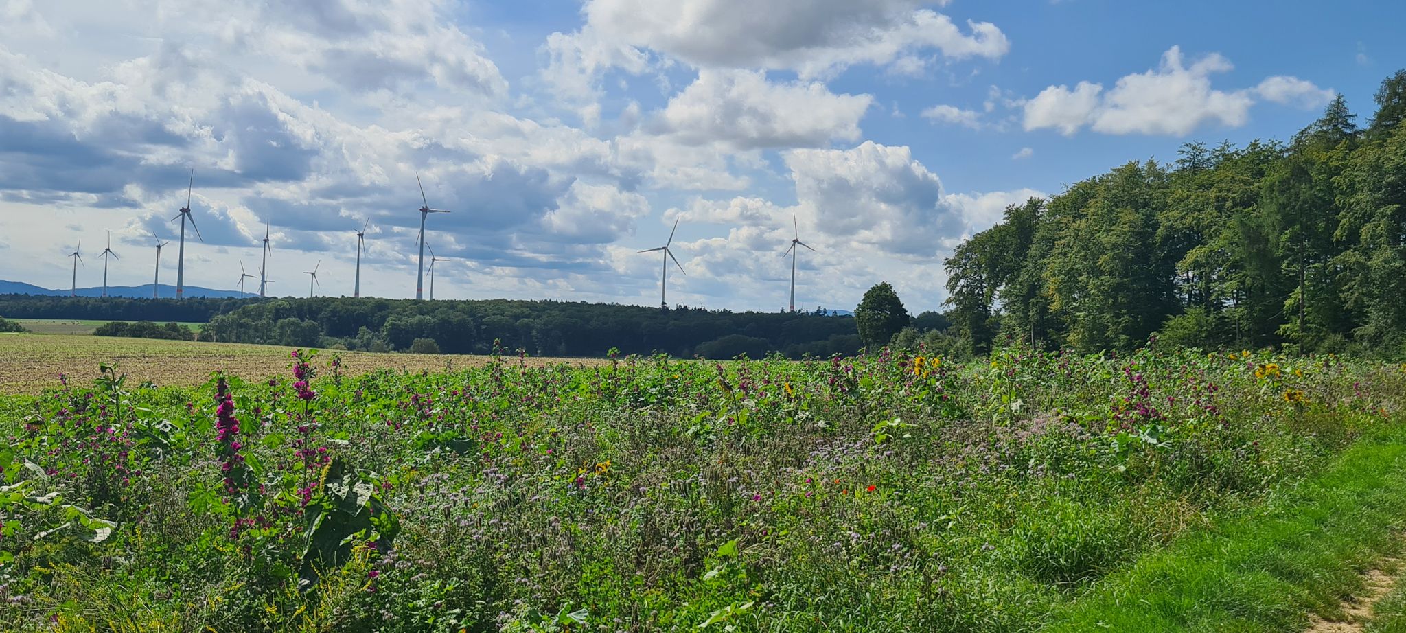 Wunderschön blühende Ausgleichsflächen