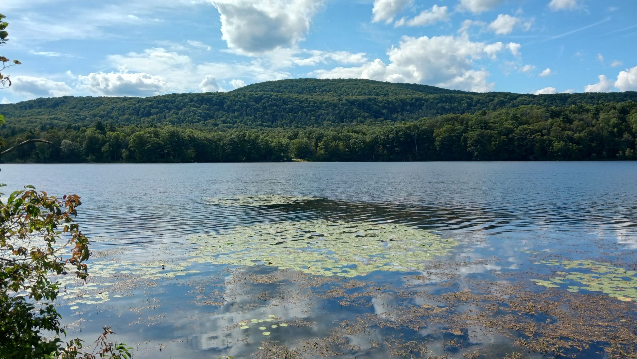 Sunny lake with lily pads reflecting clouds, backed by forested mountains. - Cheshire Reservoir loop from Berkshire Mall