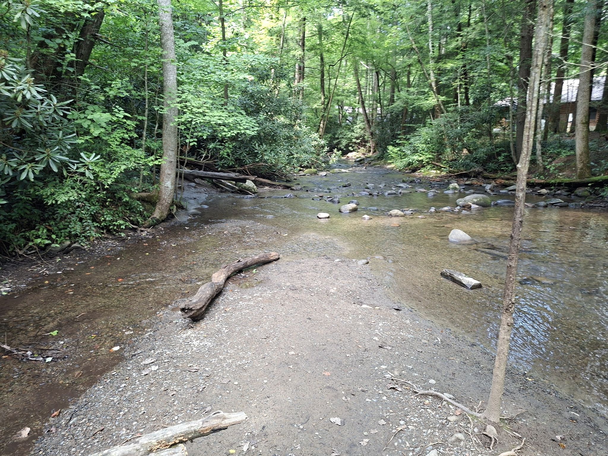 Shallow stream flowing through a green forest with rocks and fallen logs. - Cataract Falls