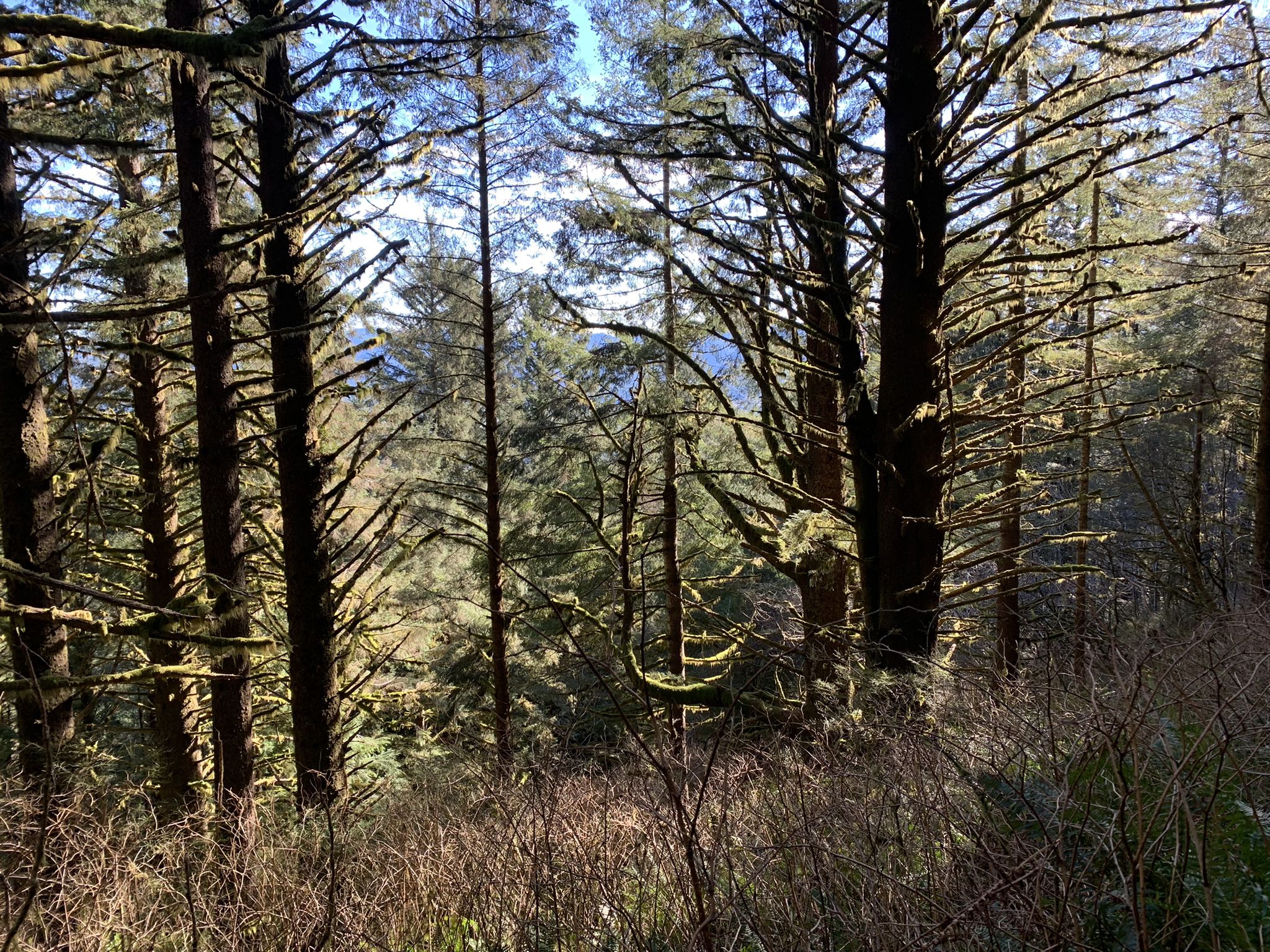 Dense forest with tall, moss-covered evergreen trees and dappled sunlight. - Neahkahnie Viewpoint loop from Manzanita