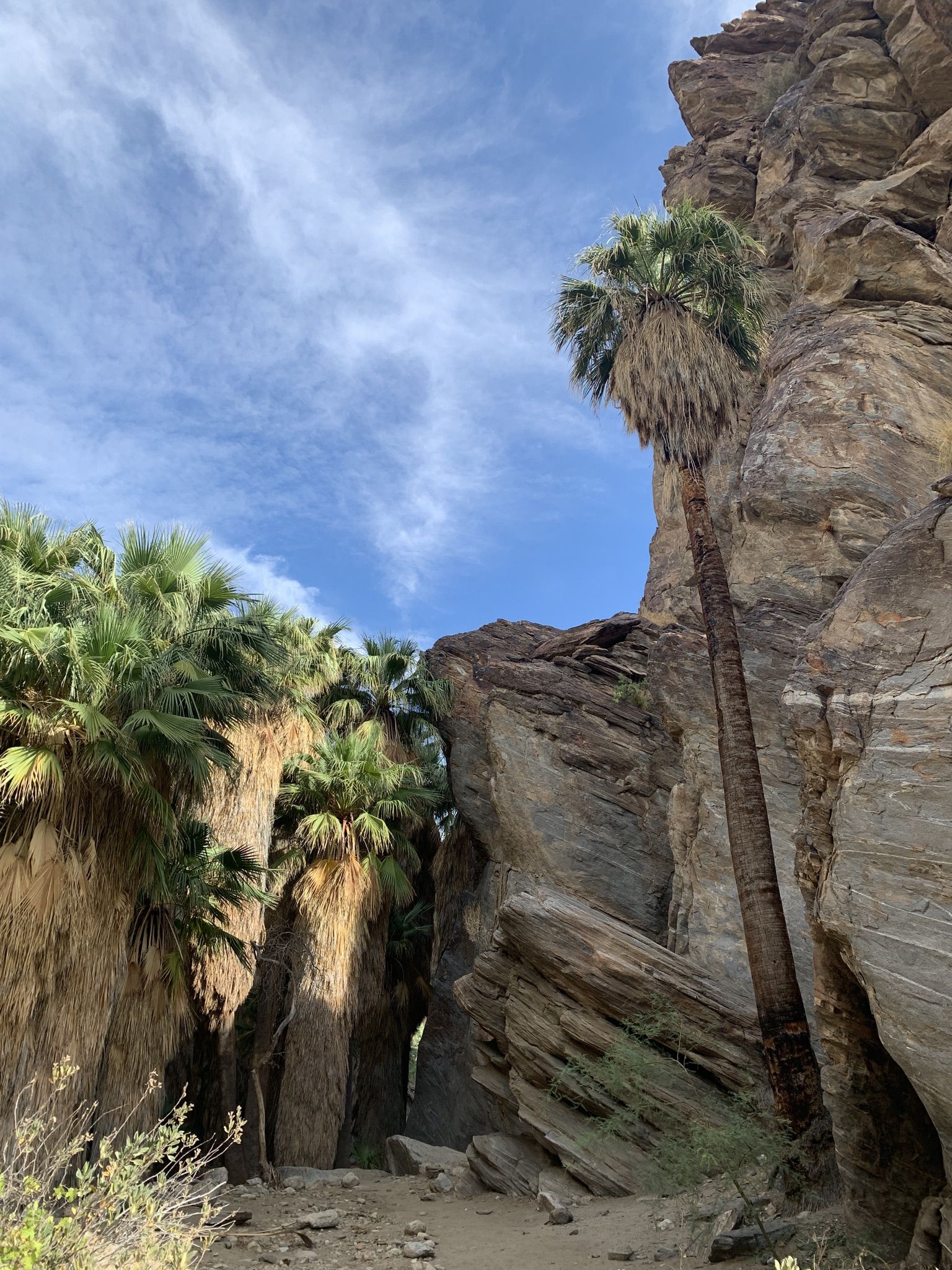 Tall palm trees grow between towering rock formations under a blue sky. - Andreas Creek & Palms – Skyline Trail loop from Vons Express