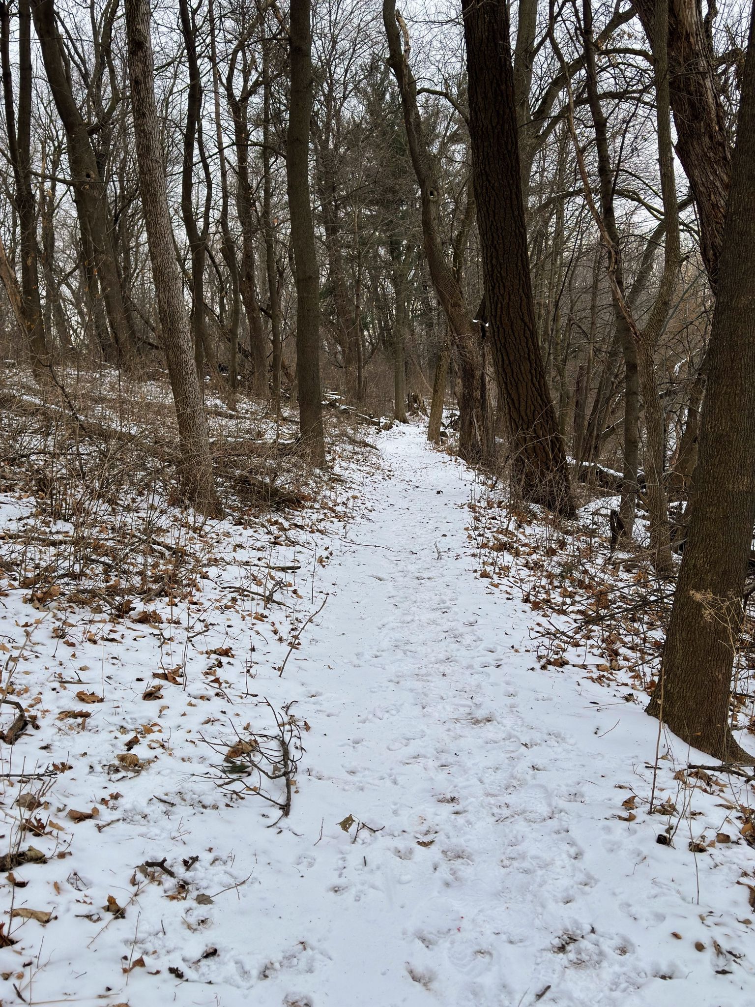 A narrow snow-covered path winds through a dense, bare winter forest. - Dodge Nature Center Trails