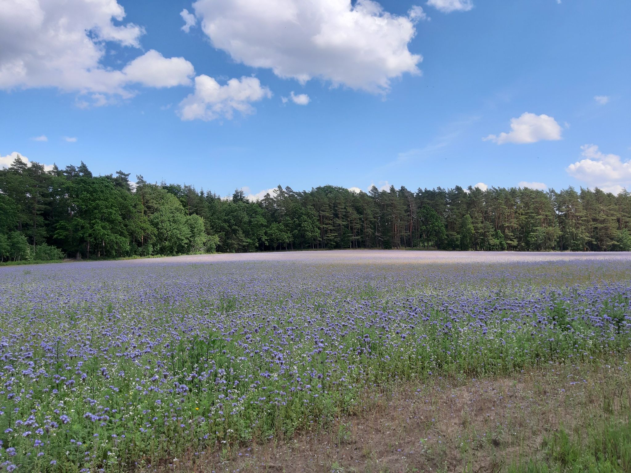 Dannenberg