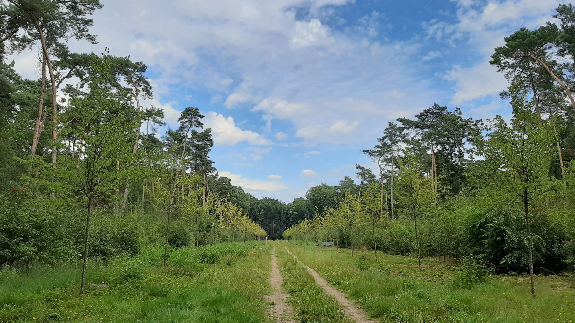 Gemeentelijk Speelbos 