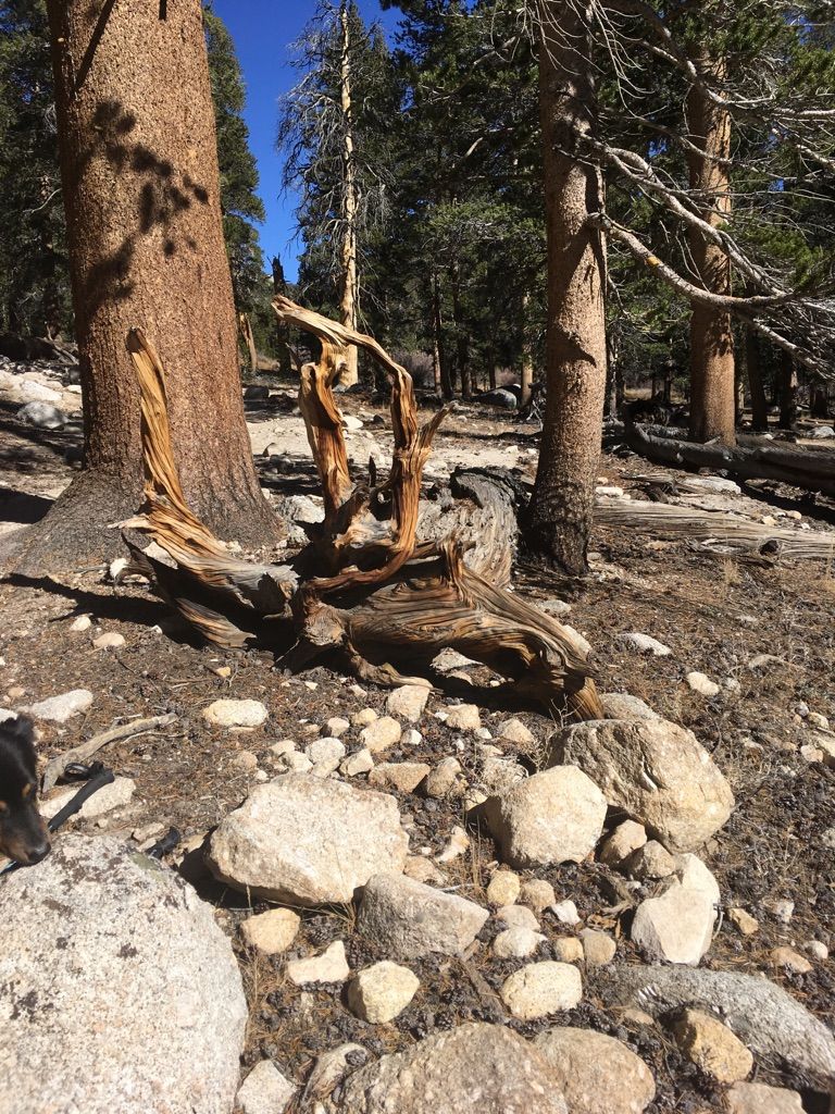 Gnarled deadwood and rocks on a sunny forest floor with tall tree trunks. - Cottonwood Lakes Trail