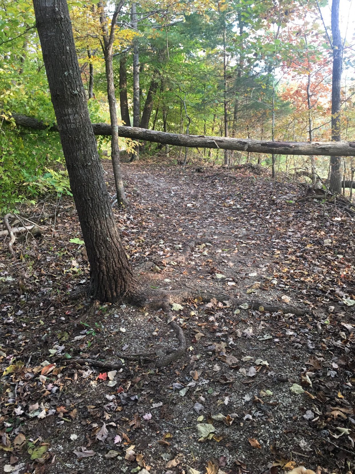 Forest path with fallen leaves and a large log across the trail. - Tri-State Peak via Wilderness Road Trail