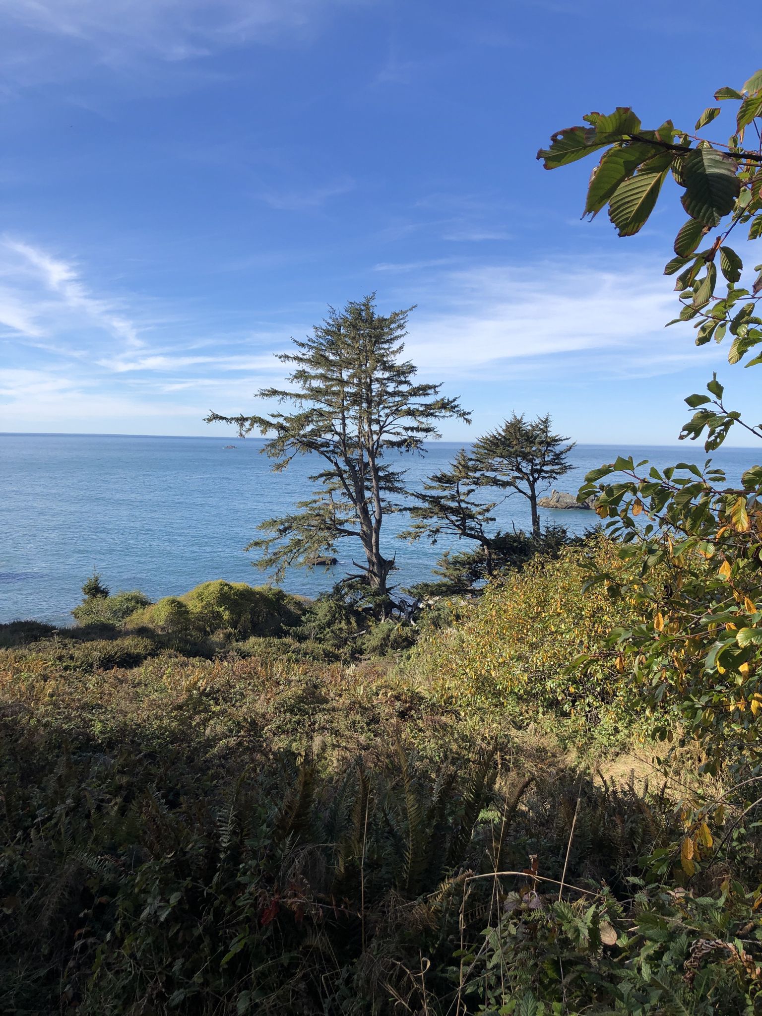 Evergreen trees overlooking a calm blue ocean under a clear sky. - Yurok Loop Trail