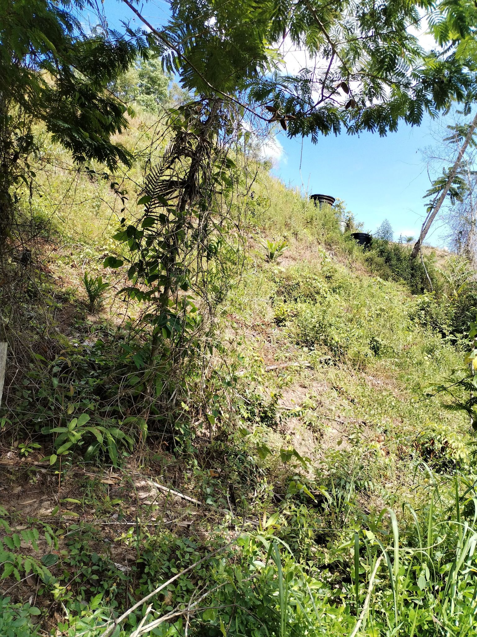 finca con palma joven