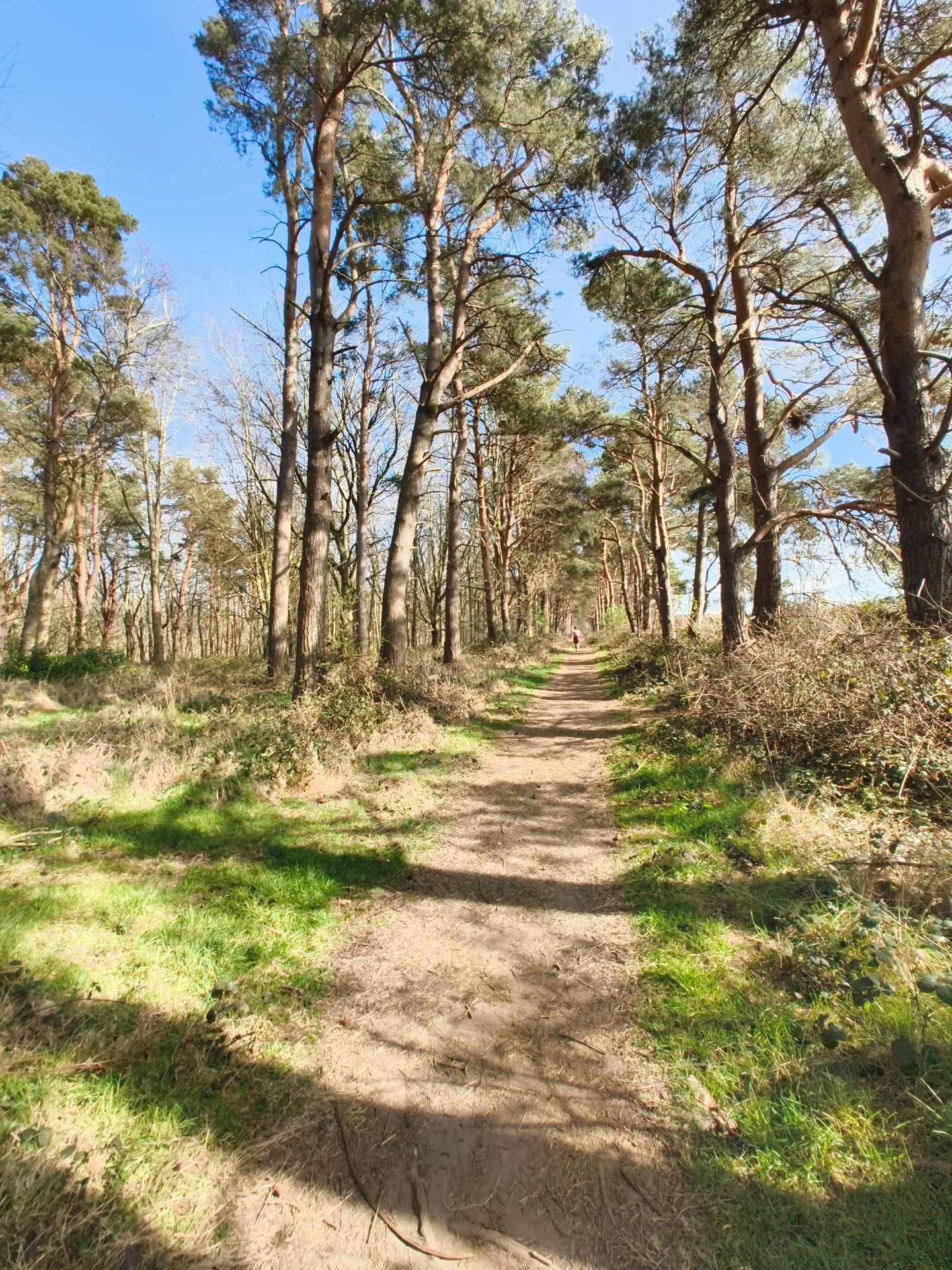 Forest Path
