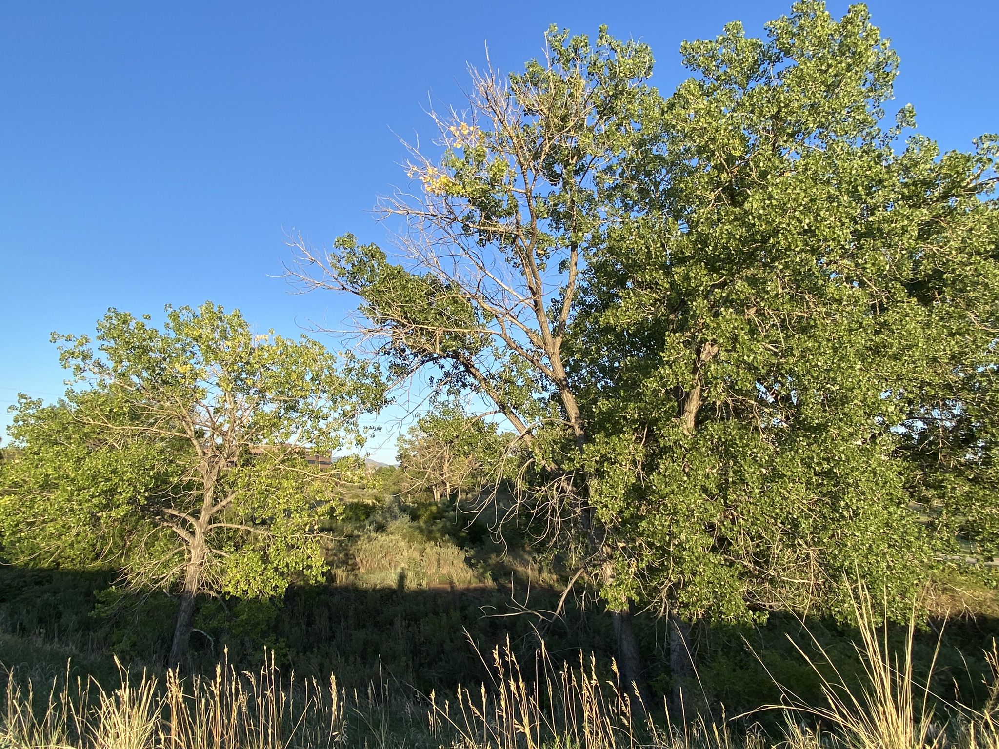 Two large green trees standing in dry grass under a clear blue sky. - Walnut Creek Open Space – Frank Varra Pond loop from Westminster