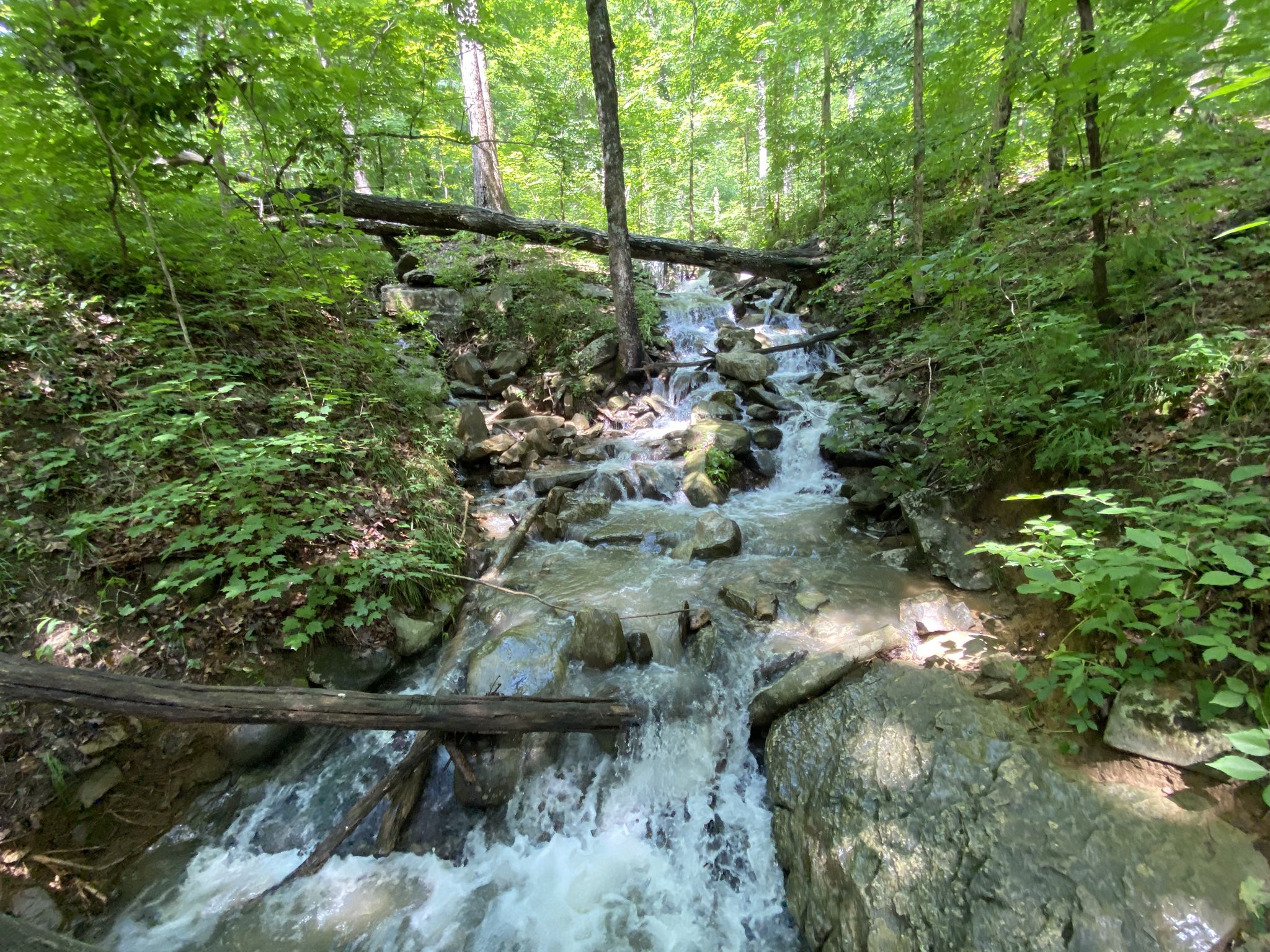 A clear stream cascades over rocks and fallen logs in a lush green forest. - Bluffline Loop