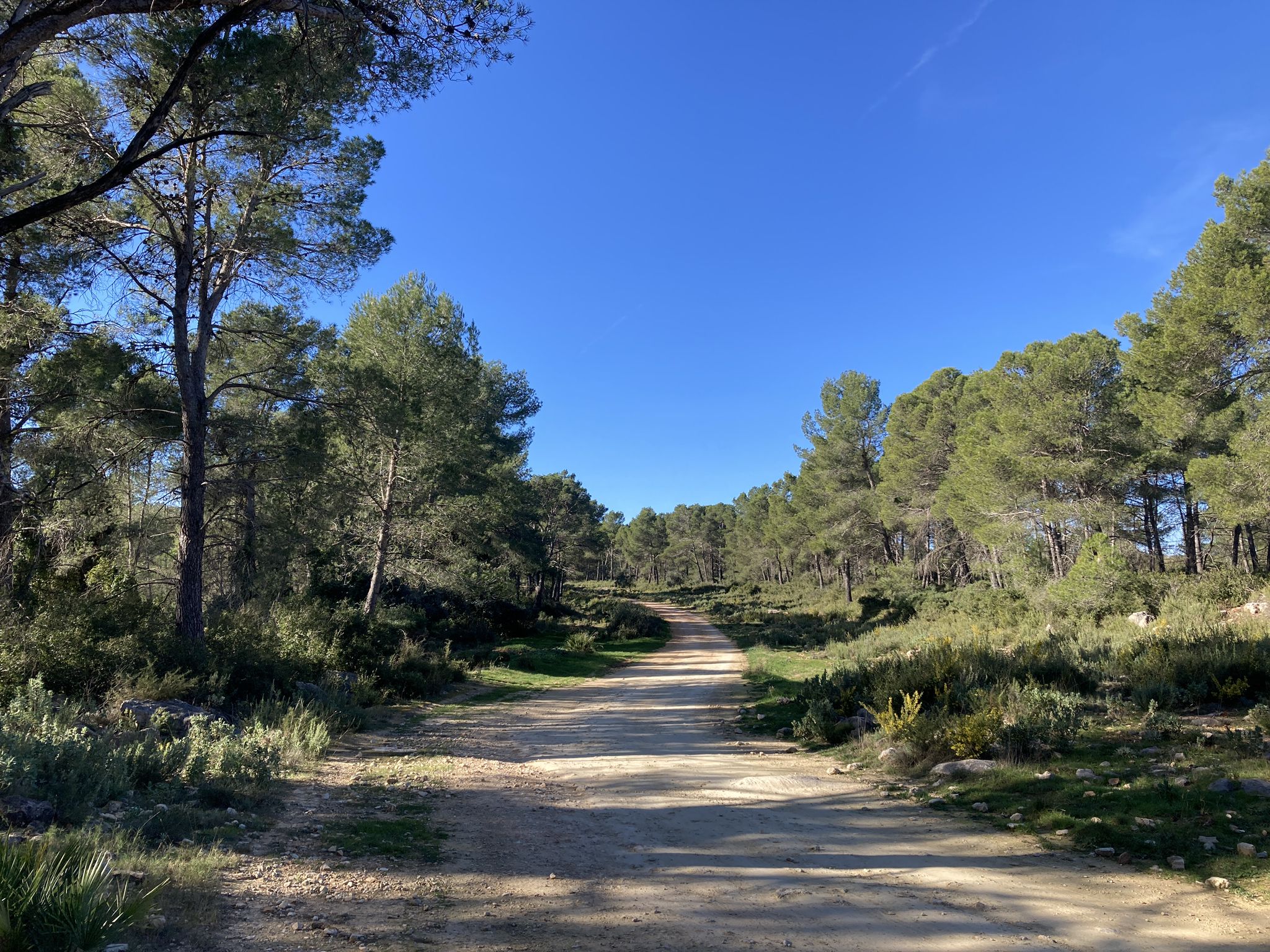 Vereda Real de Almansa