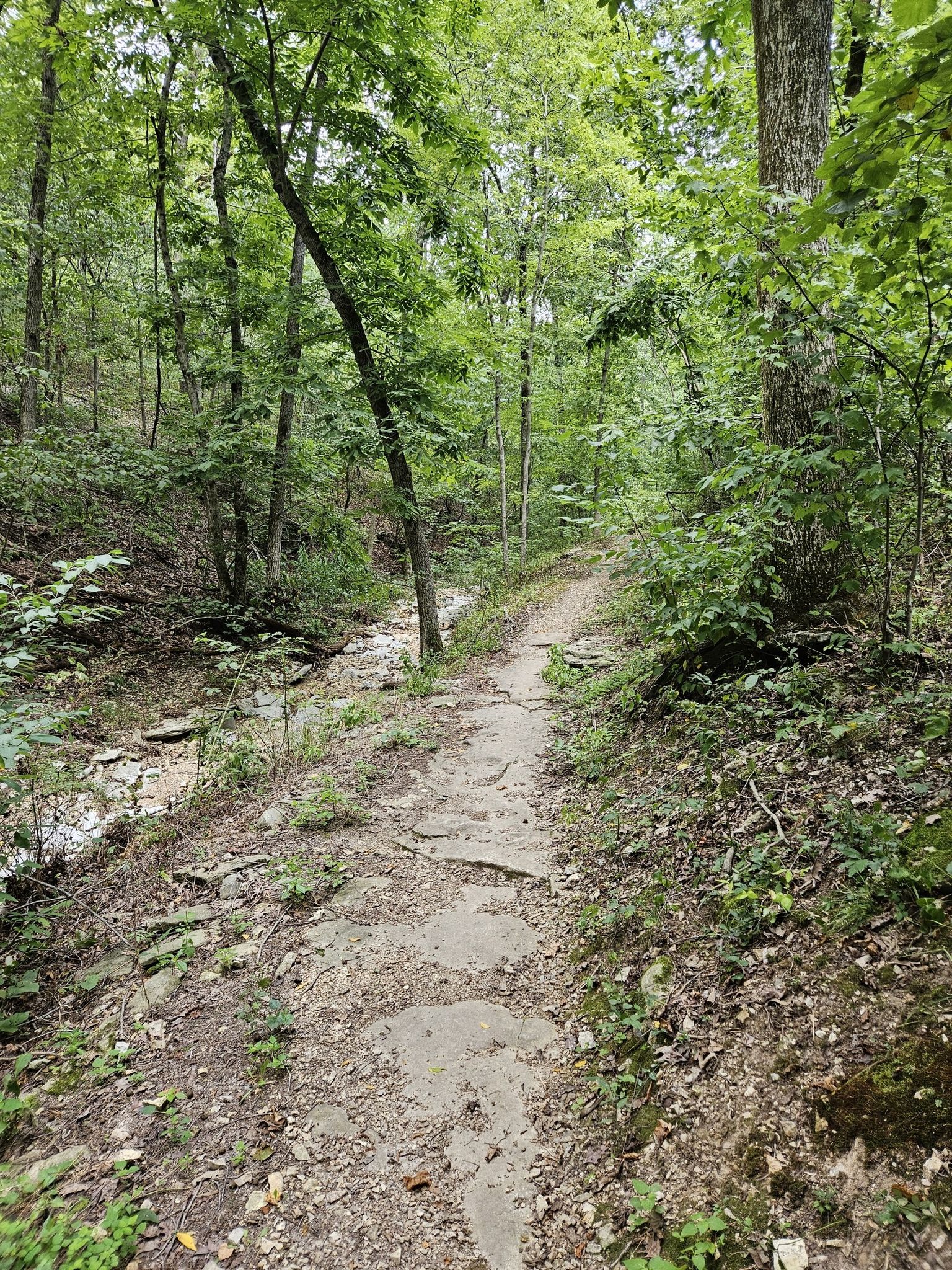A winding dirt path through a lush green forest with a dry creek. - Wonderland Trails RV Hub – Down Under Trail loop from Blowing Springs Park